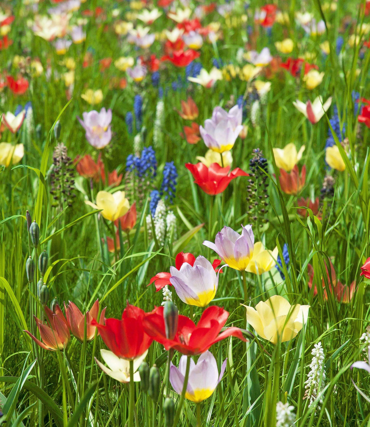 Wild Tulips