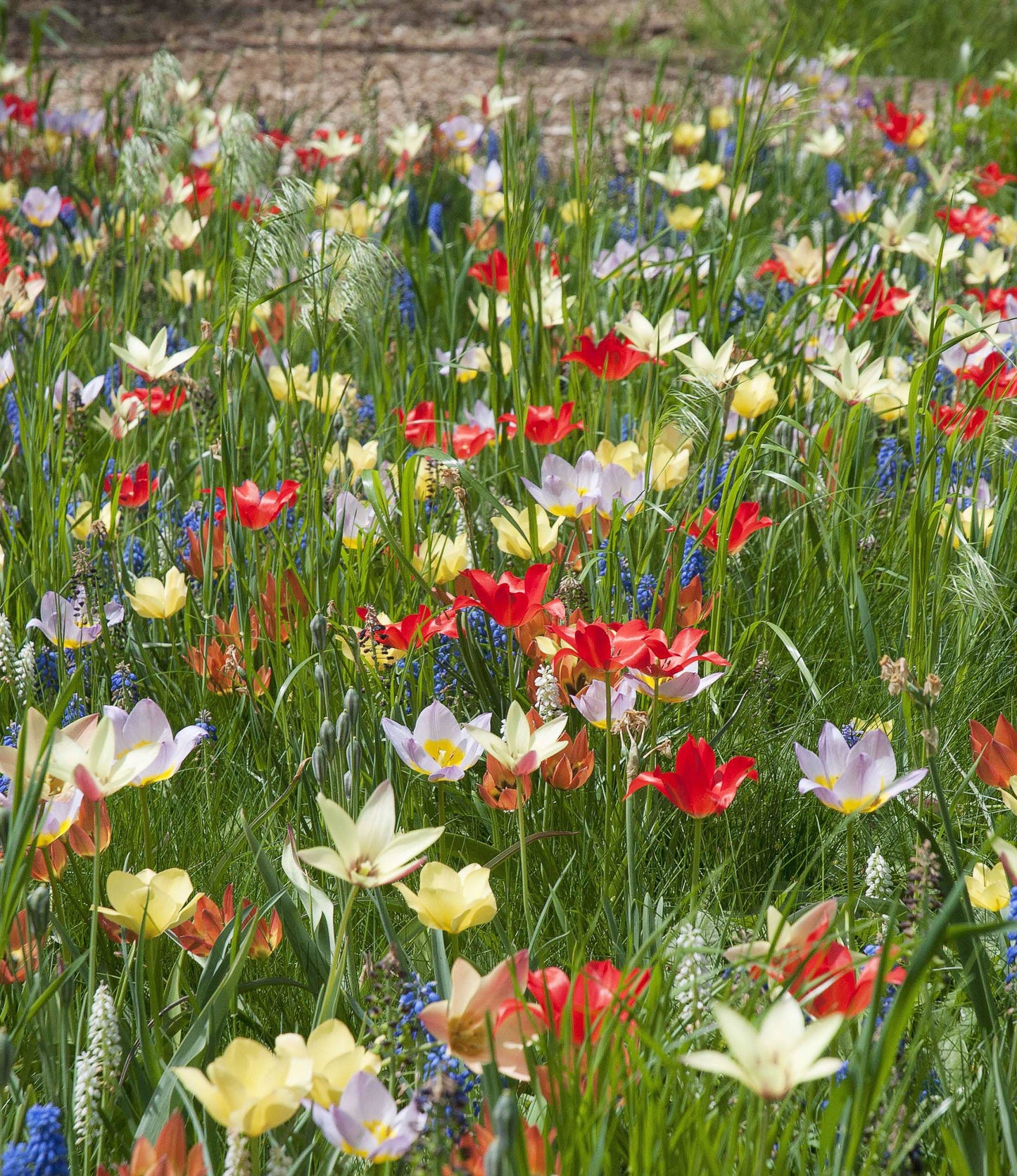 Wild Tulips