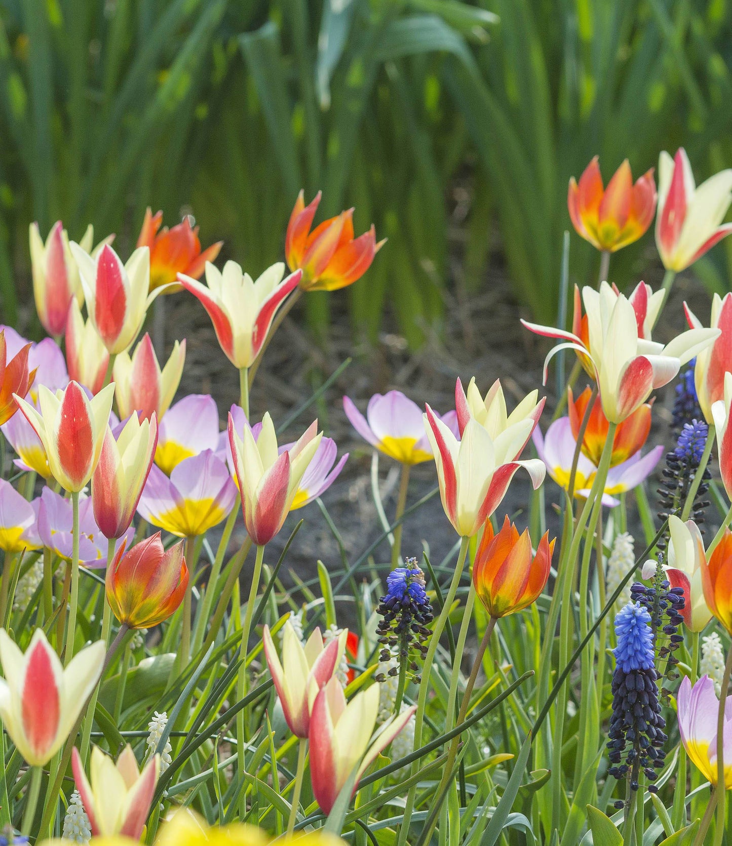 Wild Tulips