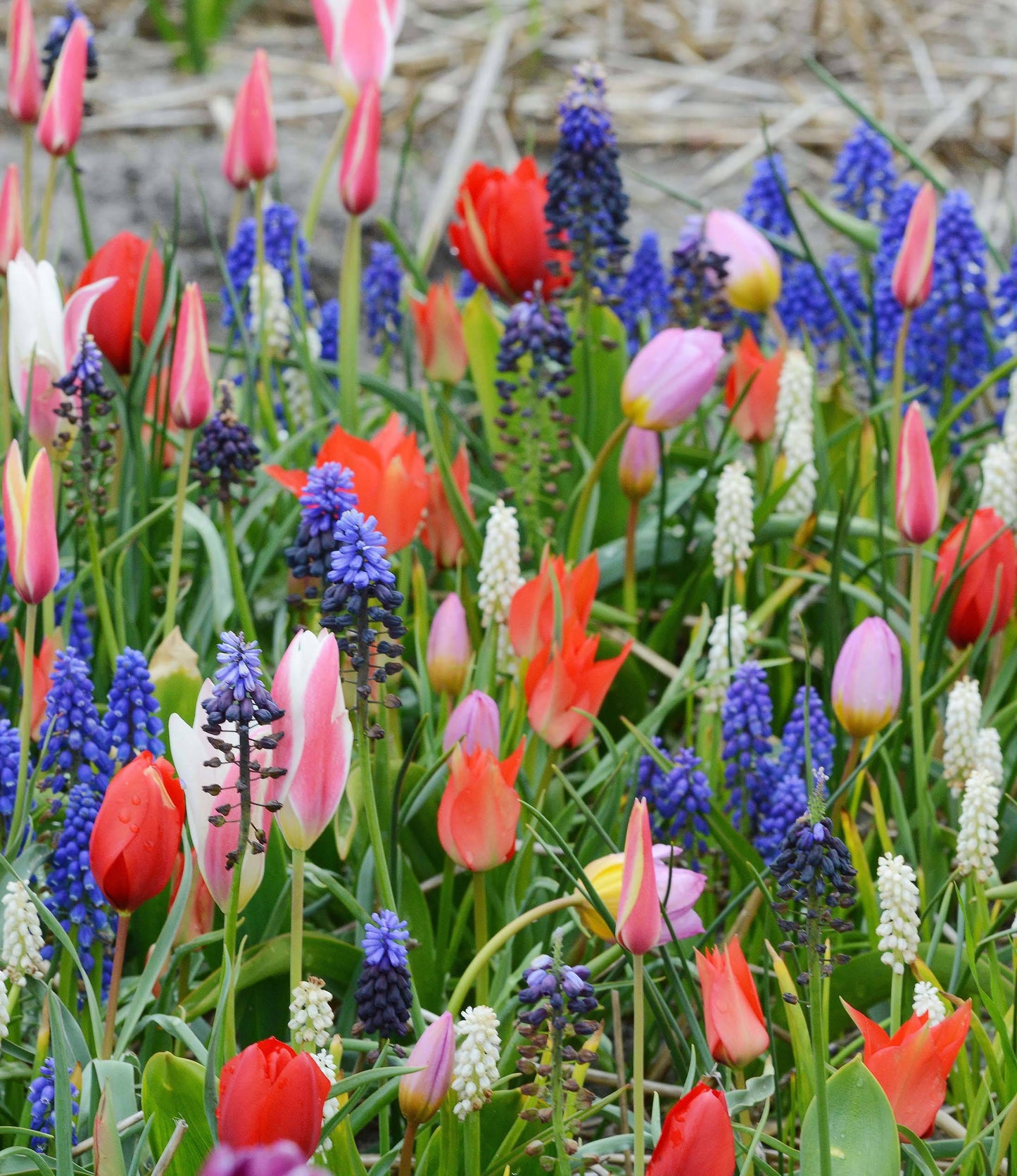 Wild Tulips