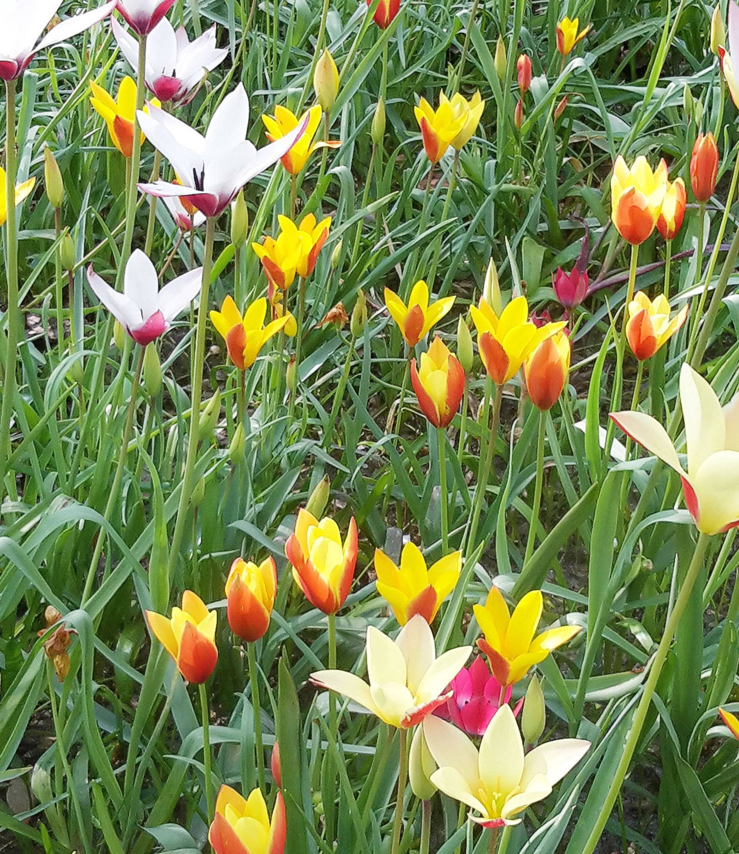 Wild Tulips