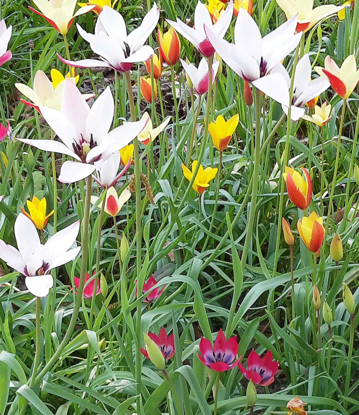 Wild Tulips