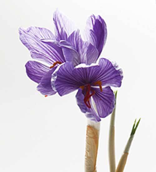 Crocus on Glass