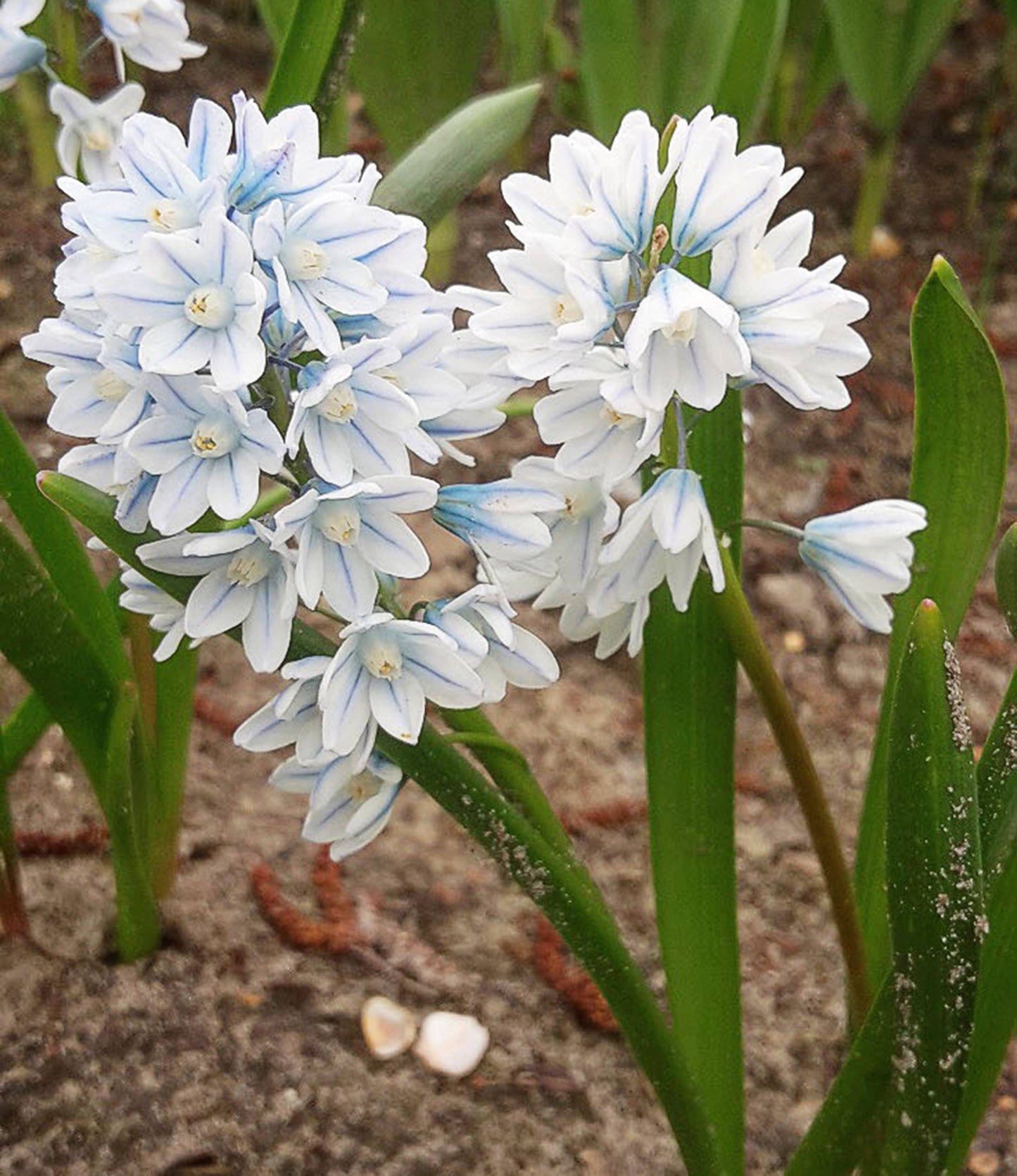 Puschkinia scilloides var. Libanotica