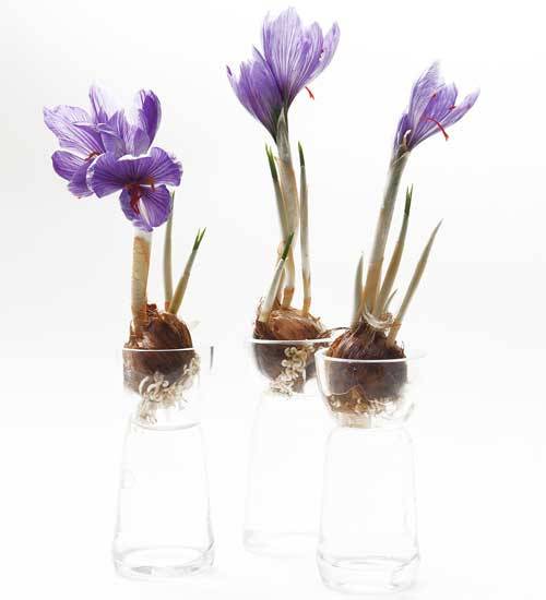 Crocus on Glass