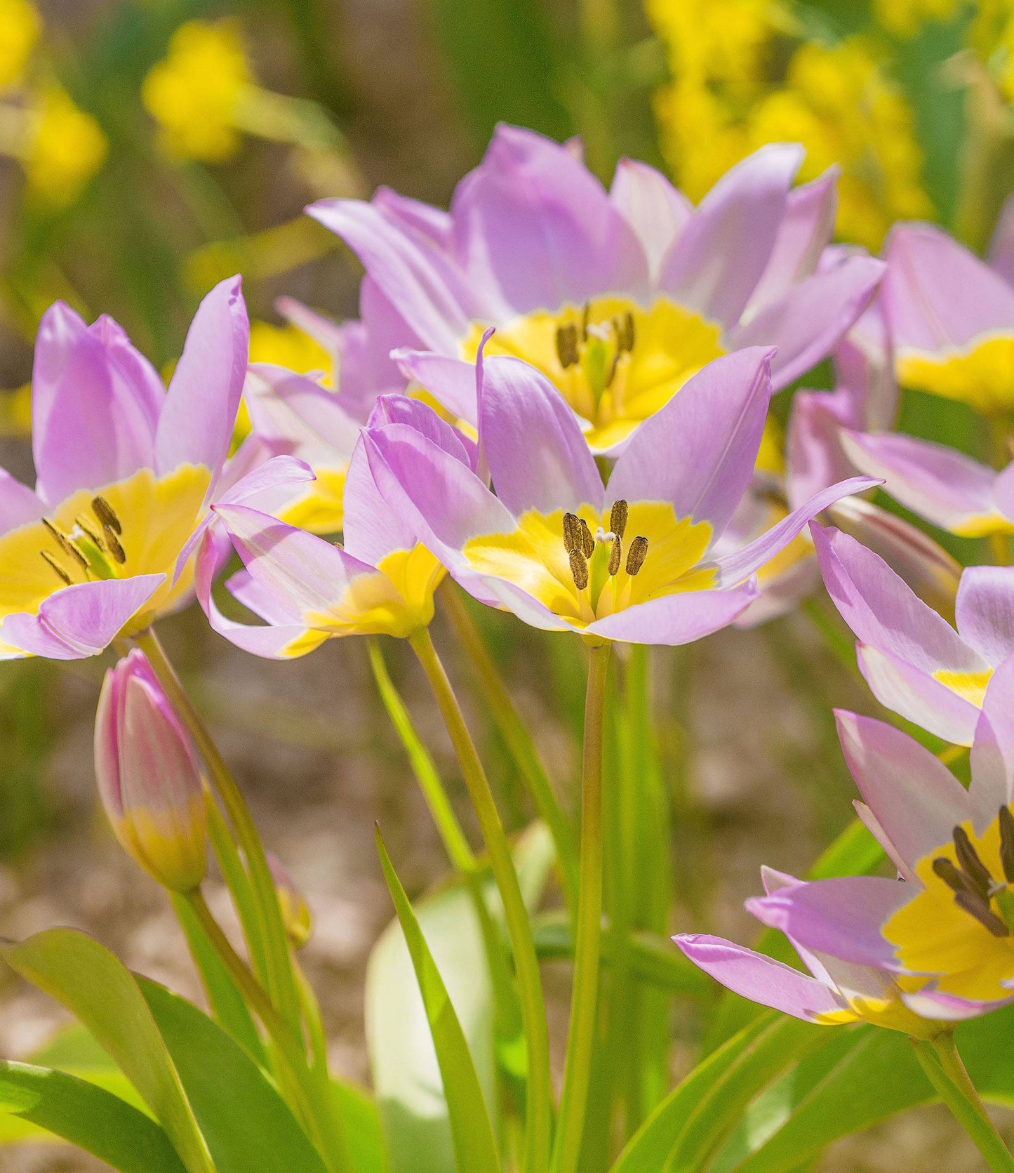 Bakari Lilac Wonder