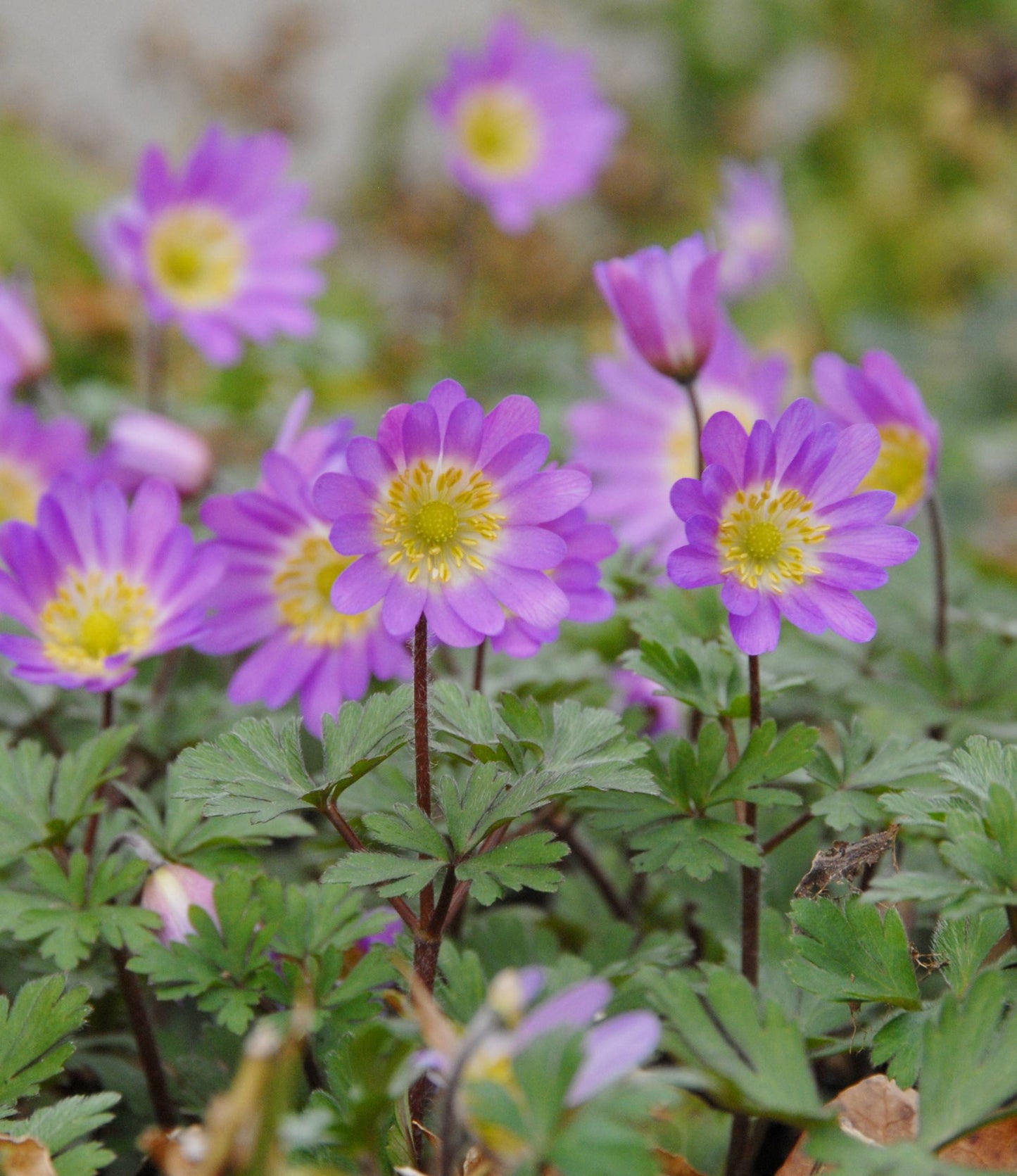 Anemone blanda Charmer