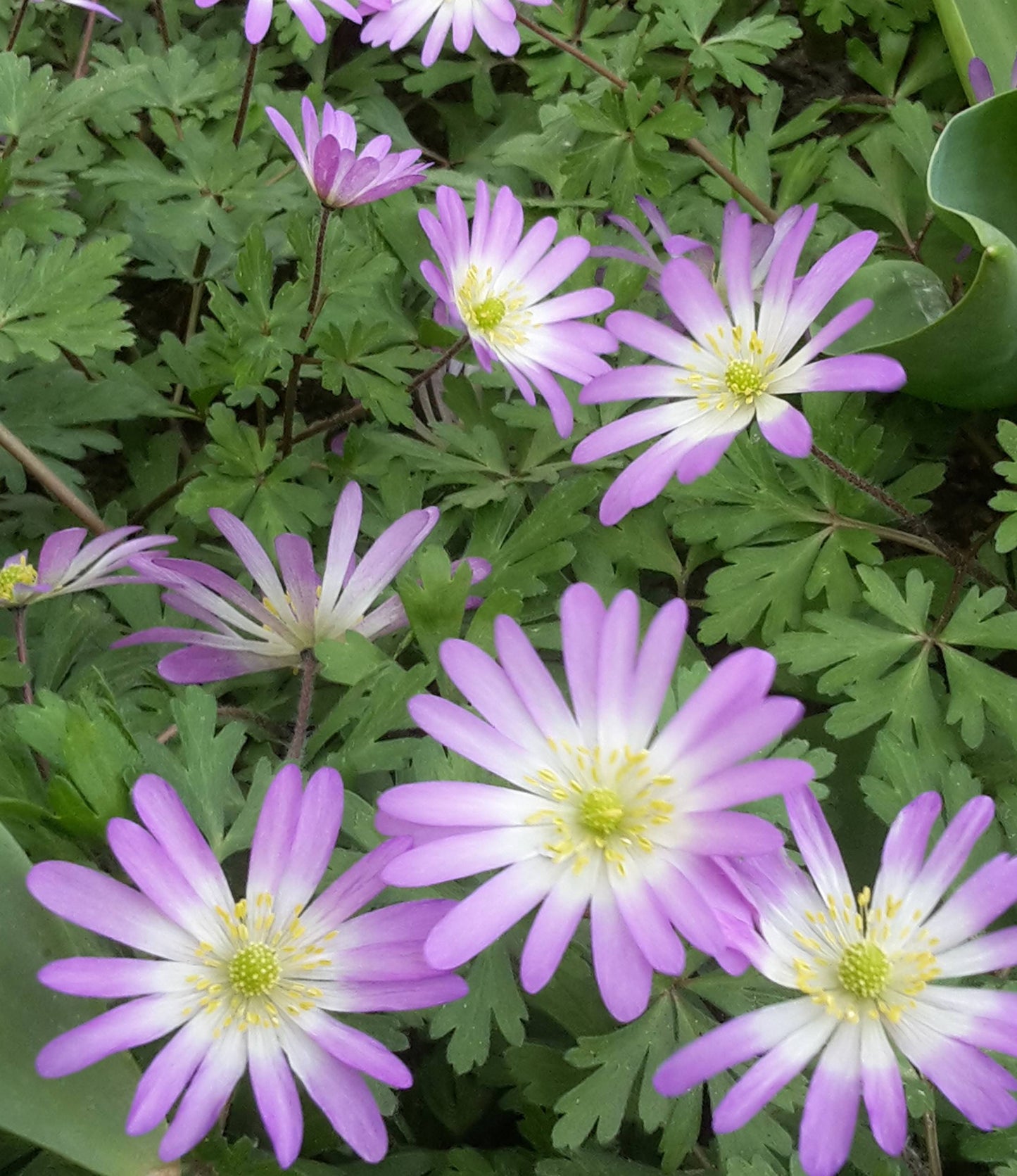 Anemone blanda Charmer