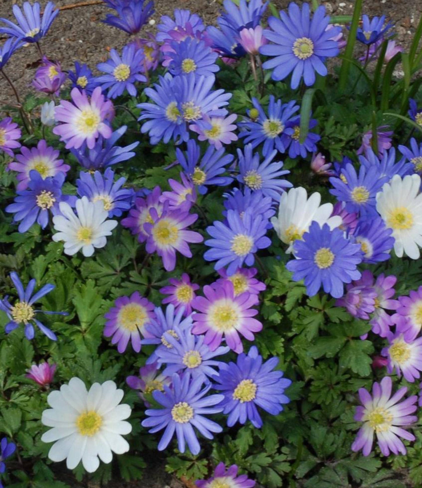 Anemone blanda Charmer