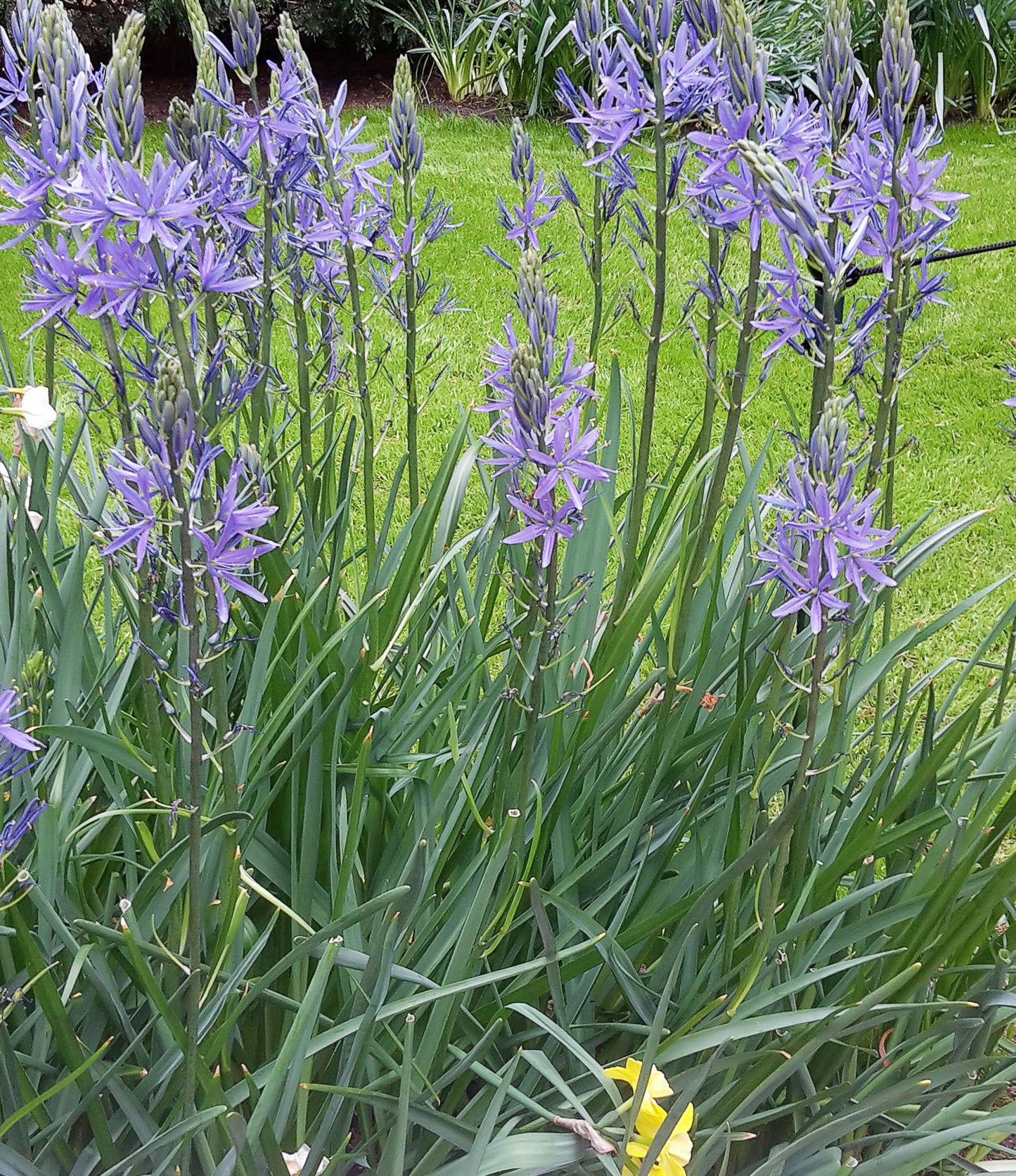 Camassia Leichtlinii Caerulea