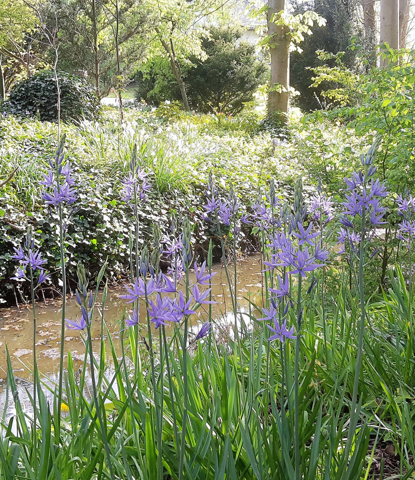 Camassia Leichtlinii Caerulea