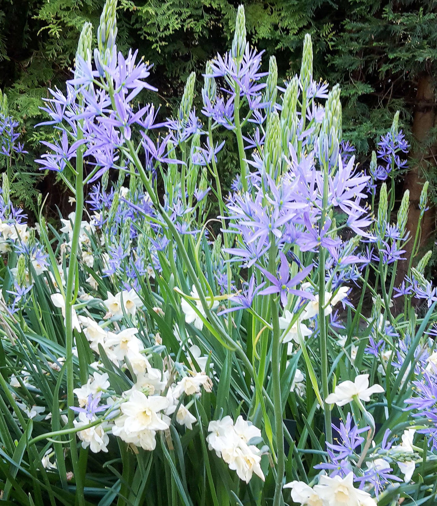 Camassia Leichtlinii Caerulea