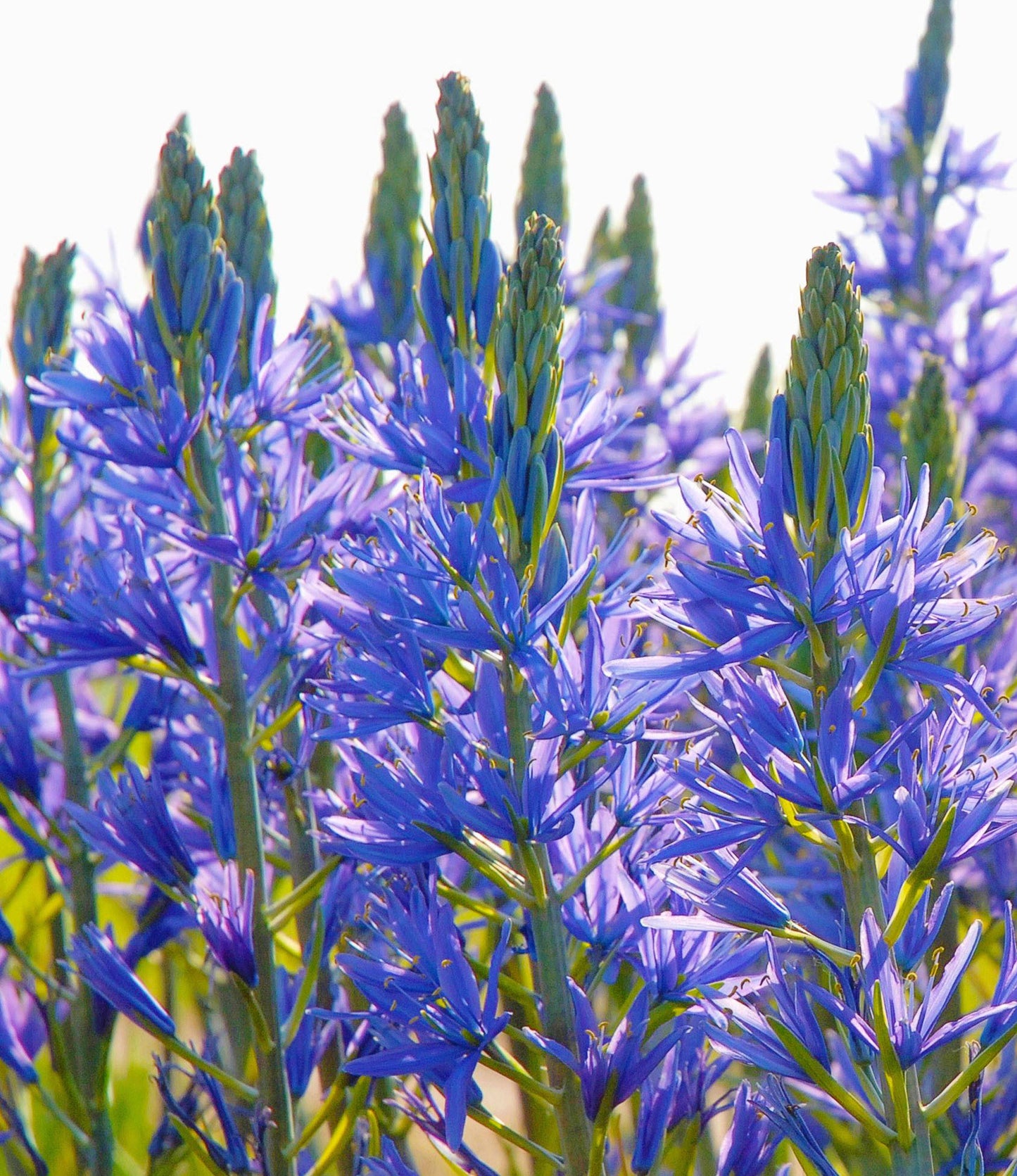 Camassia Leichtlinii Caerulea