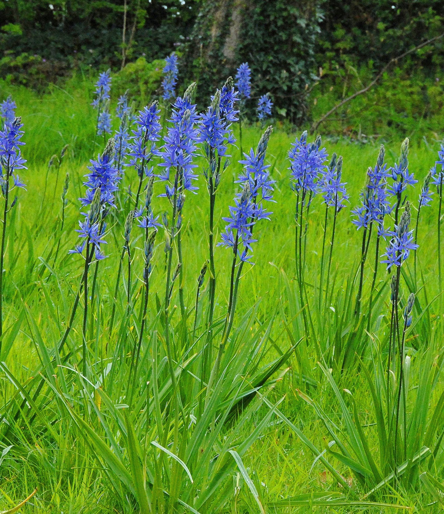 Camassia Leichtlinii Caerulea