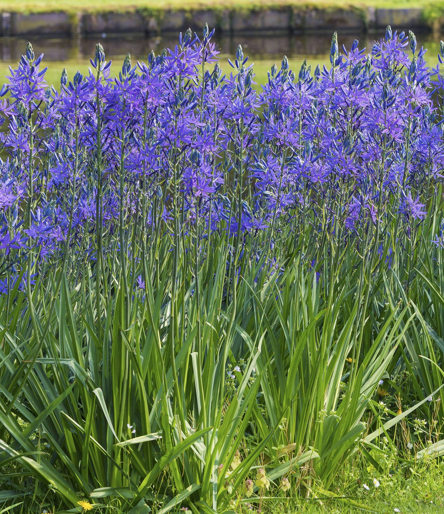 Camassia Leichtlinii Caerulea