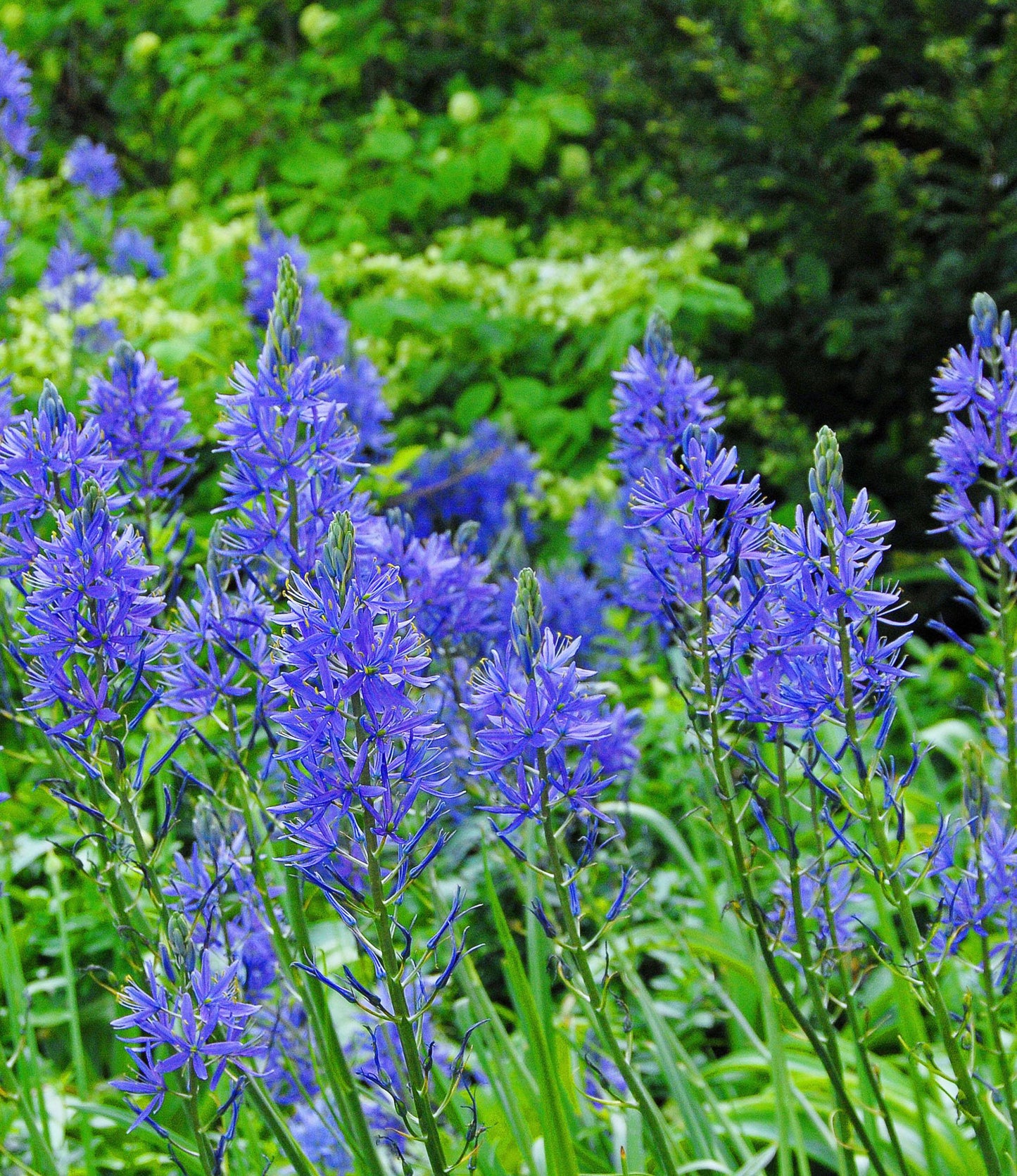 Camassia Leichtlinii Caerulea