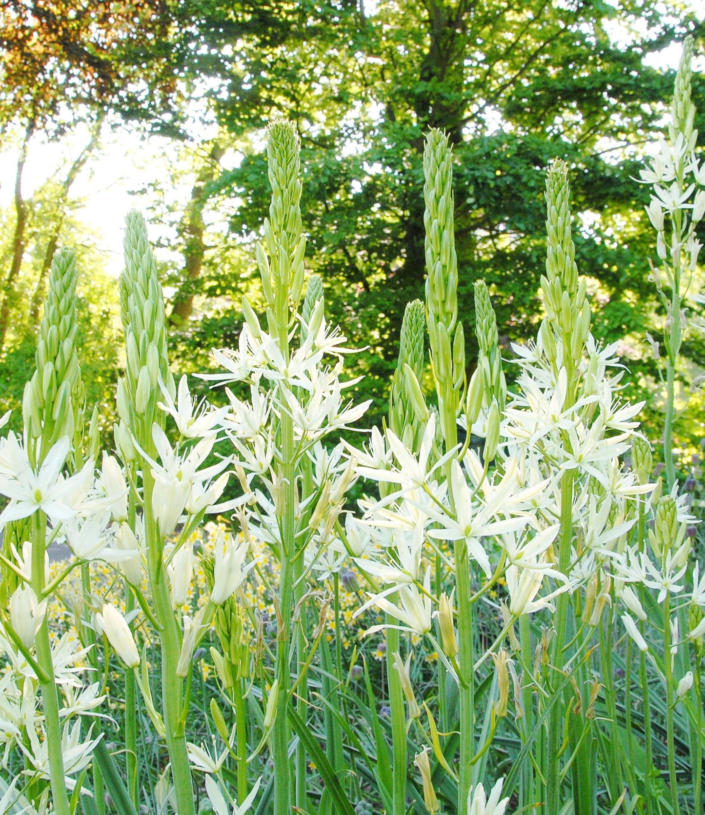 Camassia Leichtlinii Alba