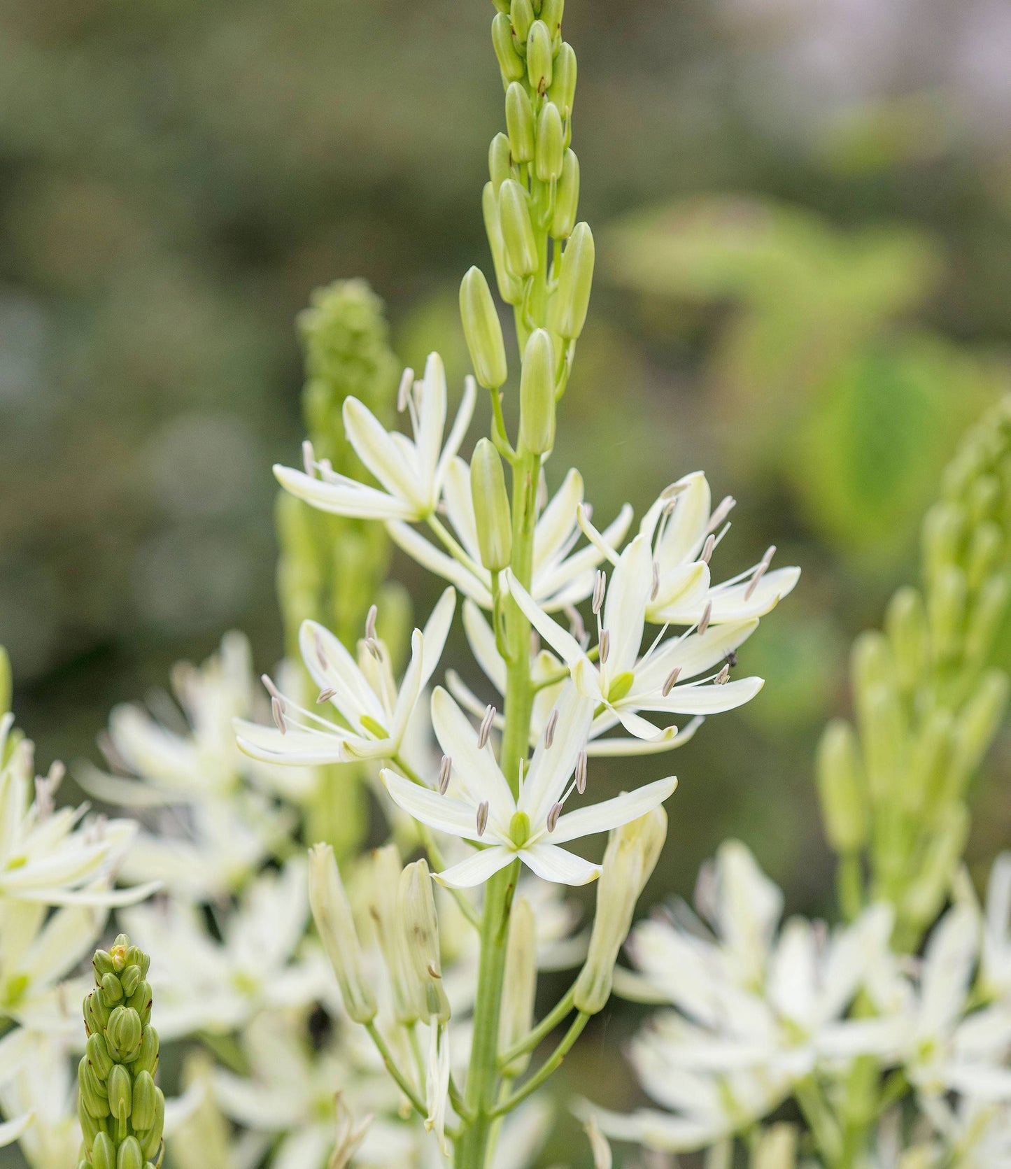 Camassia Leichtlinii Alba