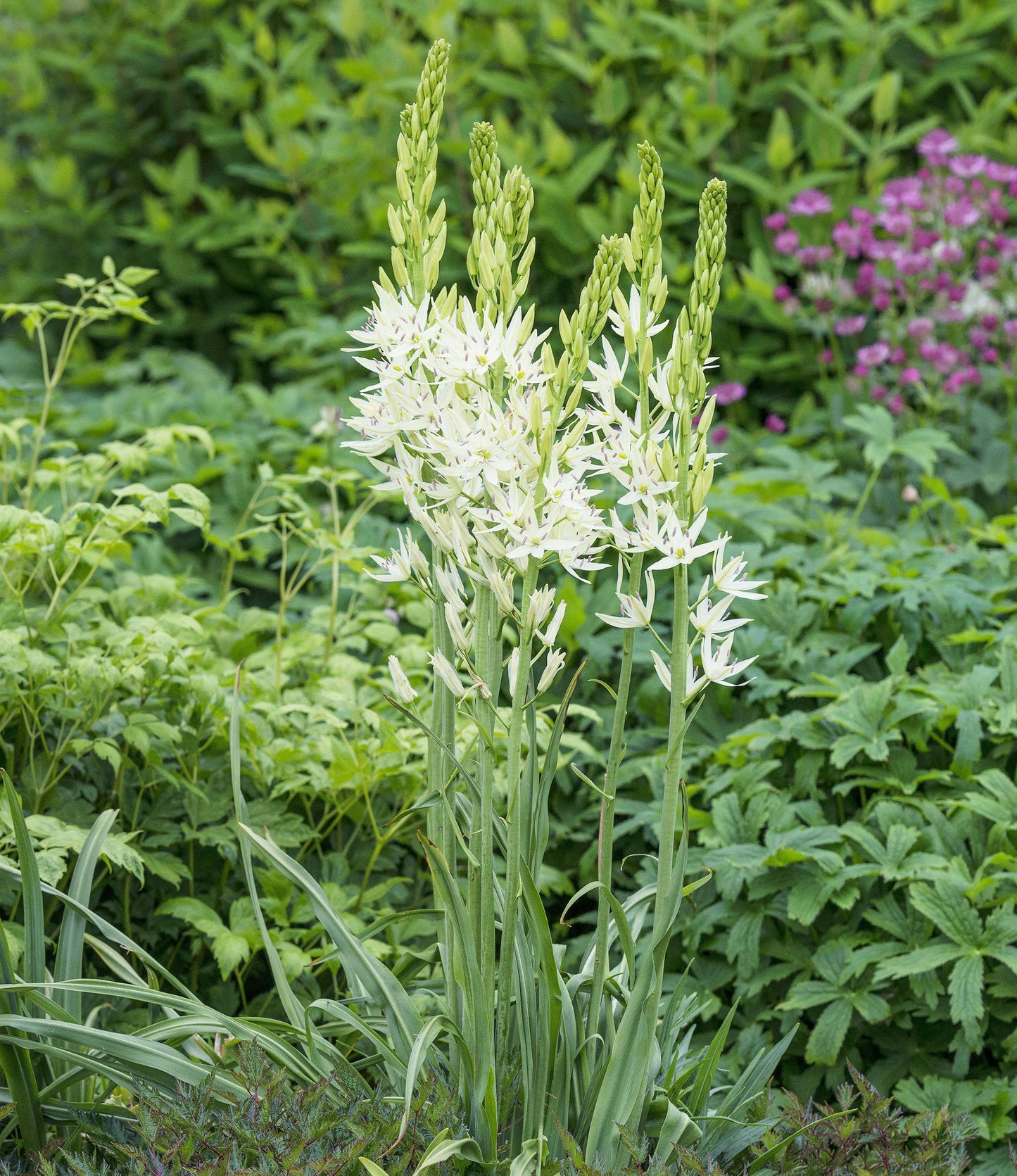 Camassia Leichtlinii Alba