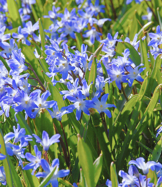 Chionodoxa forbesii Blue Giant