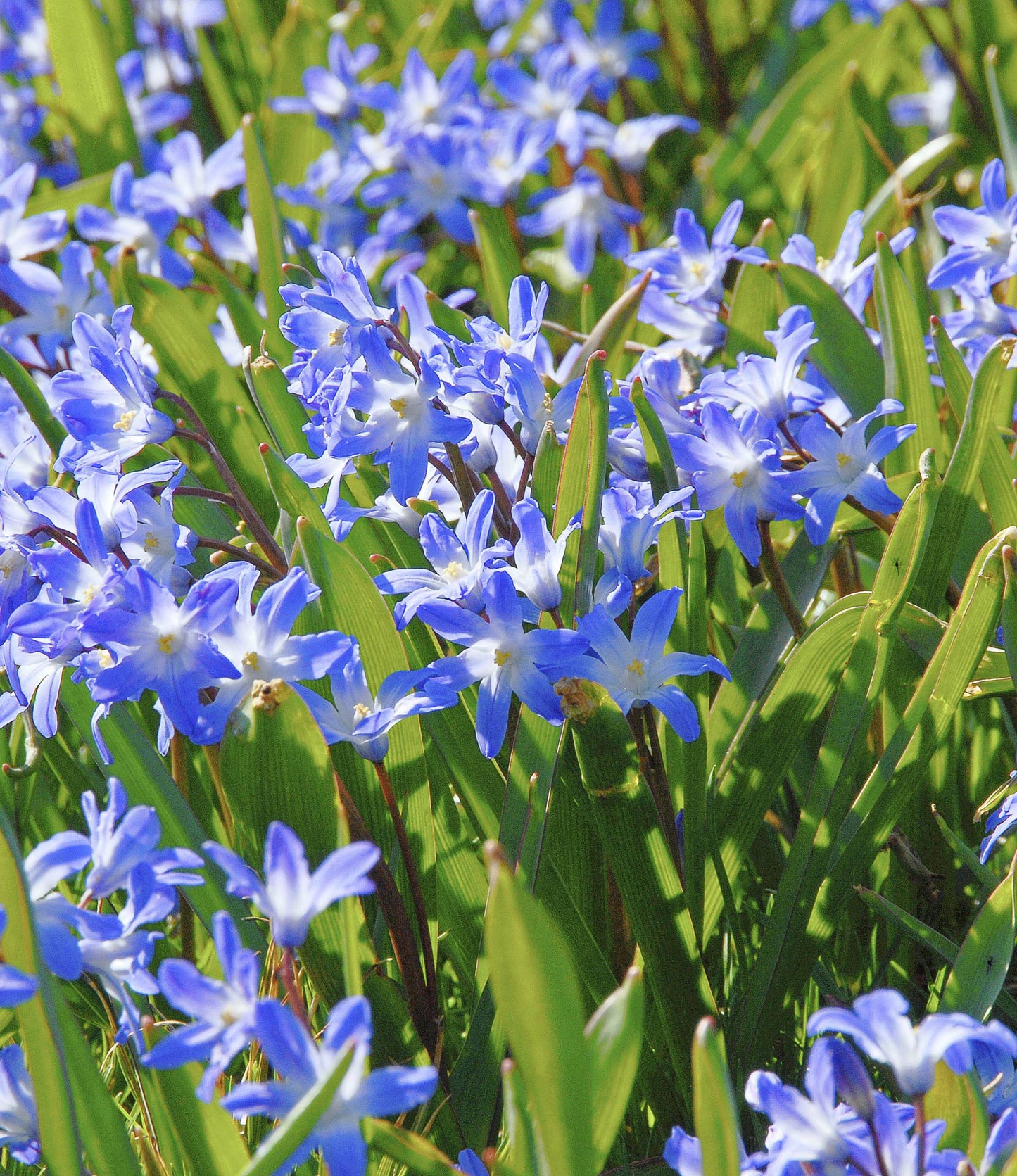 Chionodoxa forbesii Blue Giant