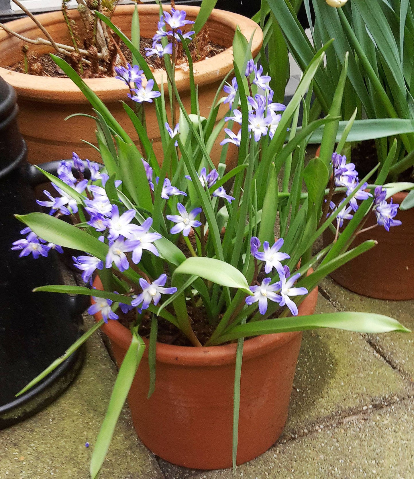 Chionodoxa forbesii Blue Giant