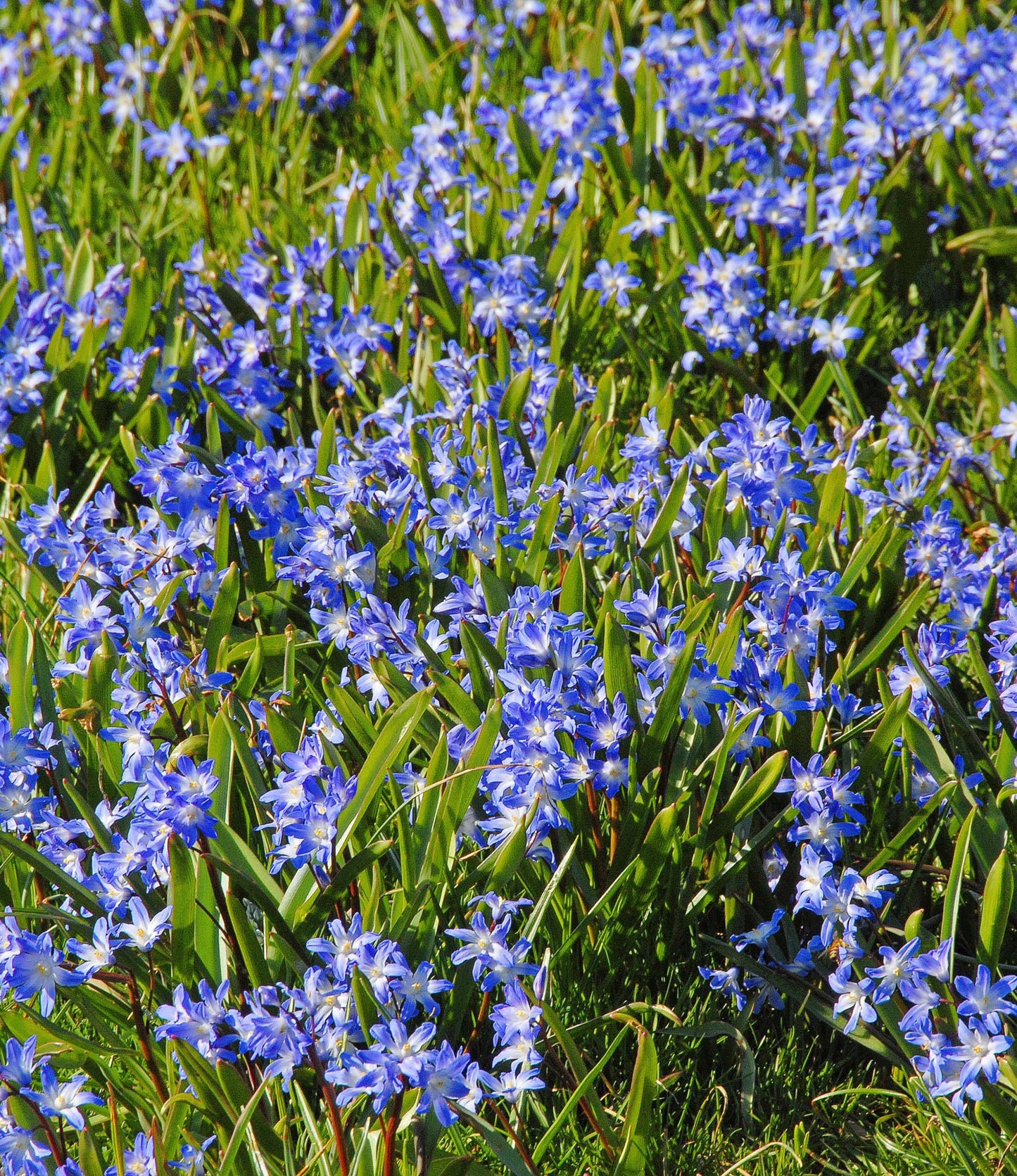 Chionodoxa forbesii Blue Giant