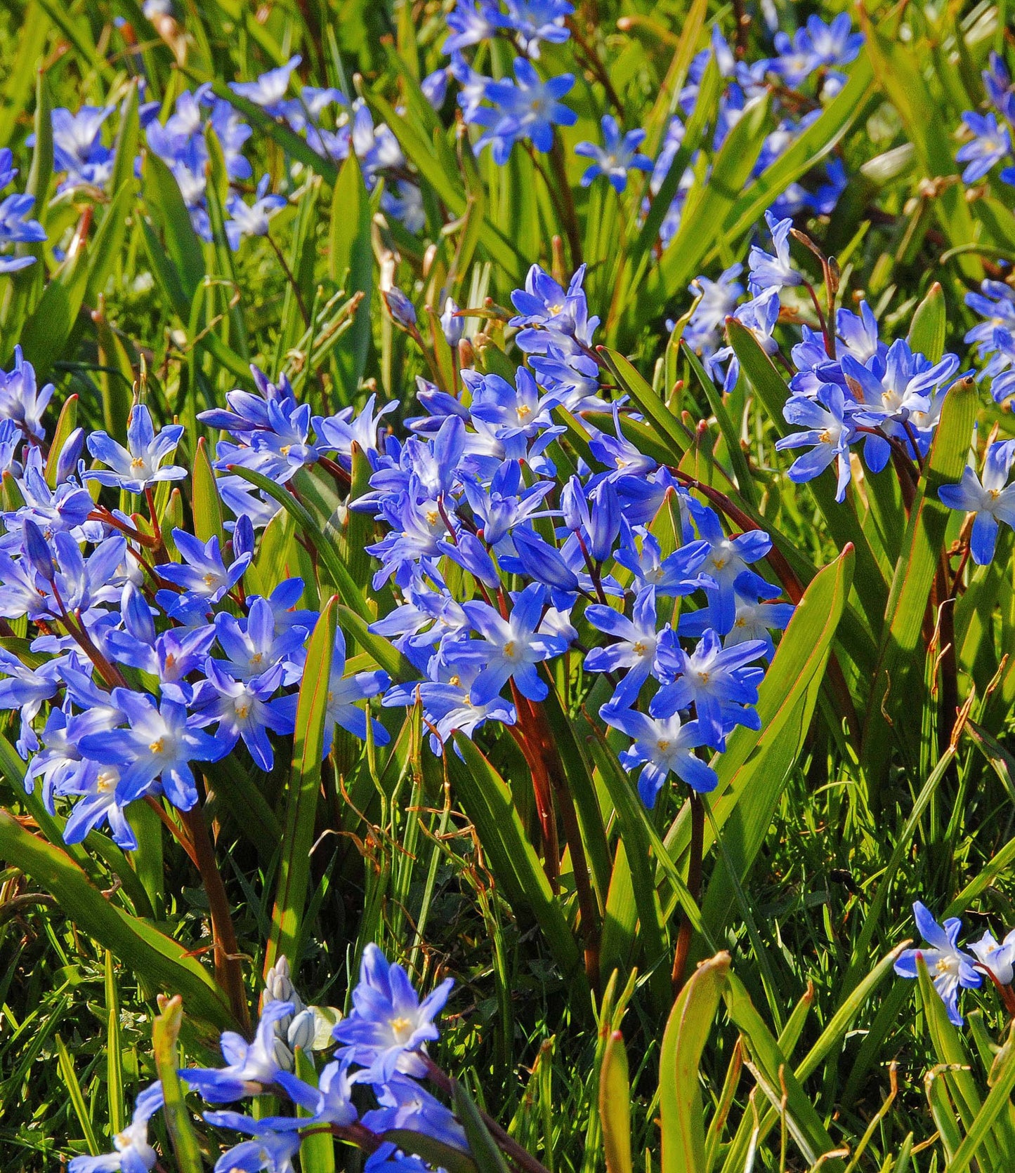 Chionodoxa forbesii Blue Giant