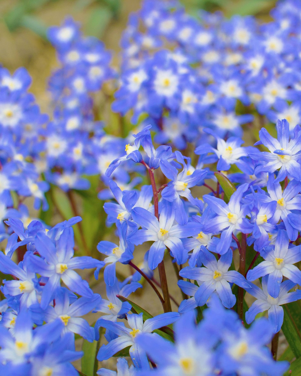 Chionodoxa forbesii Blue Giant