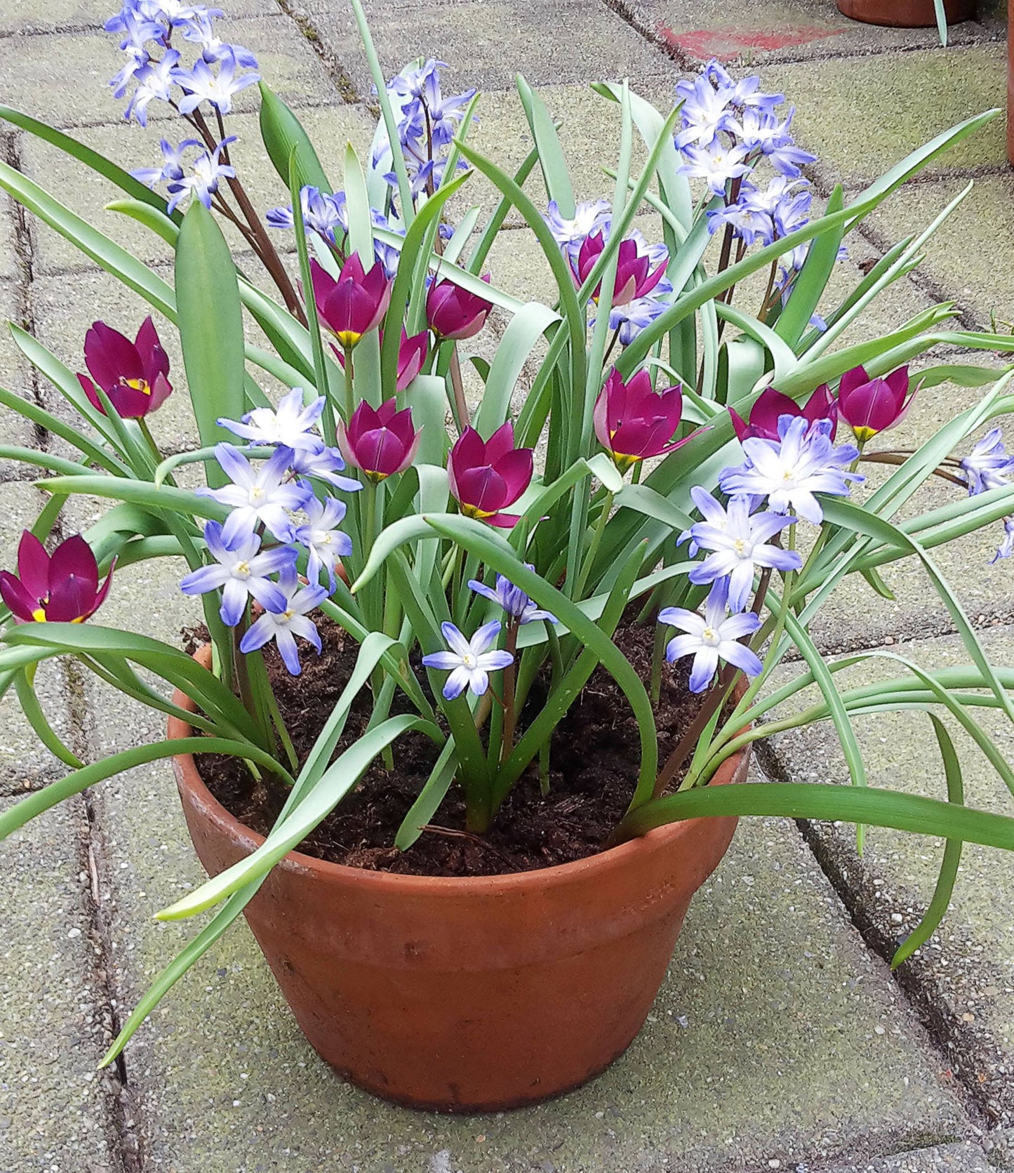 Chionodoxa forbesii Blue Giant