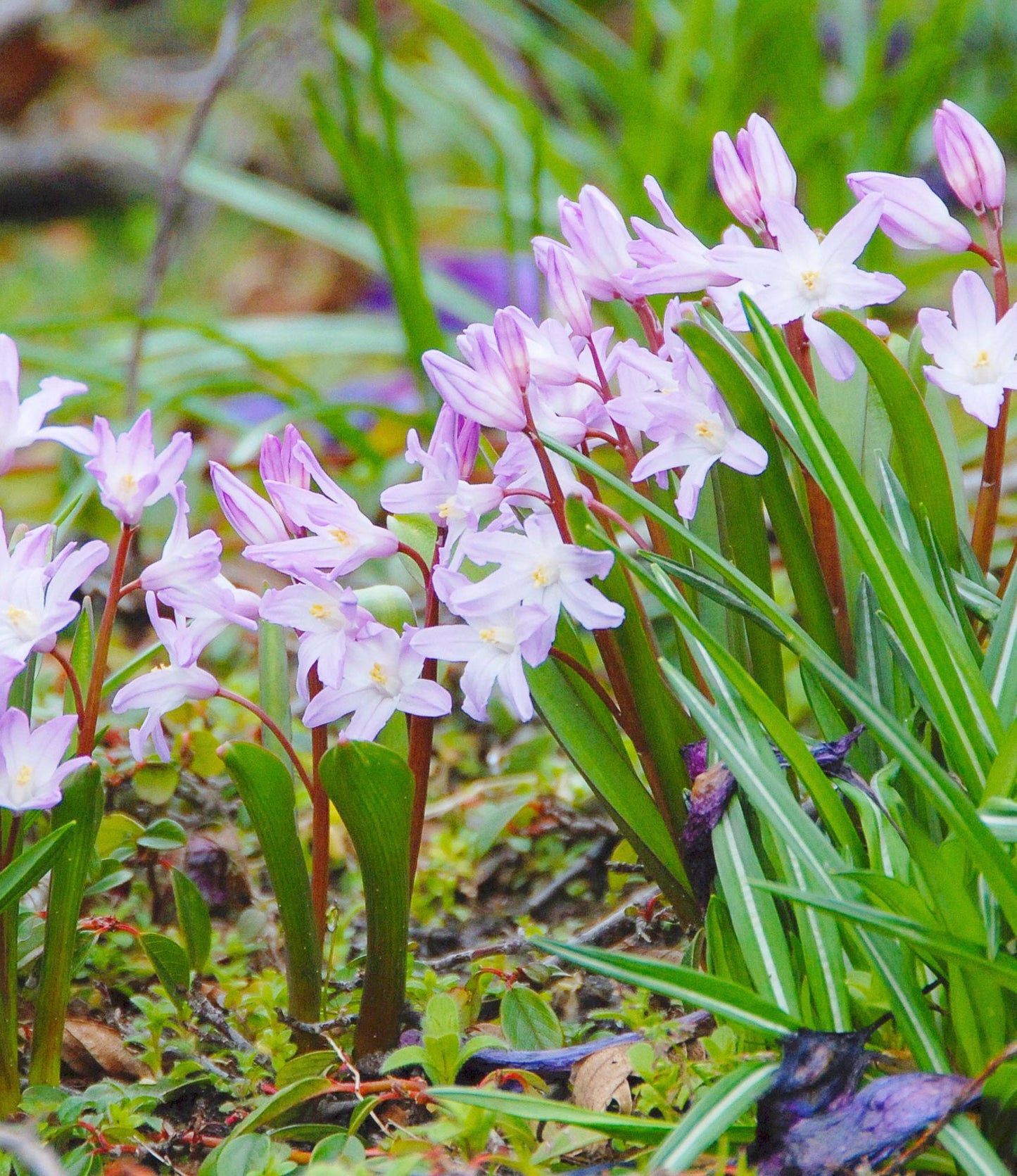 Chionodoxa forbesii Pink Giant