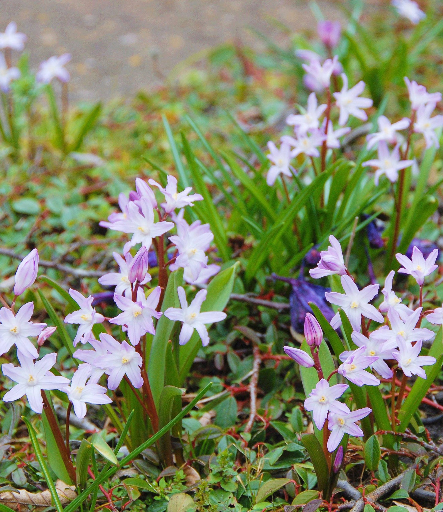 Chionodoxa forbesii Pink Giant