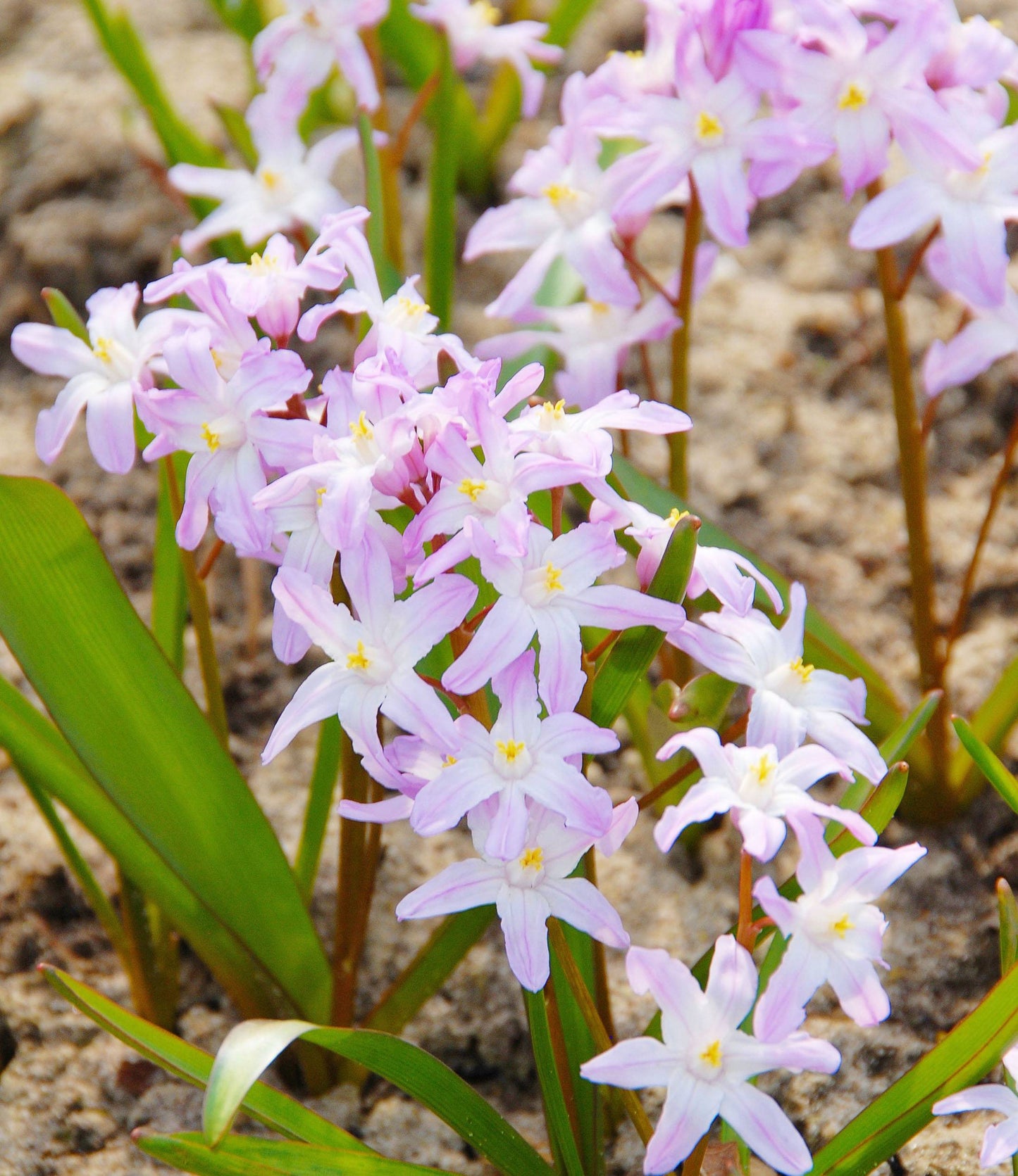 Chionodoxa forbesii Pink Giant