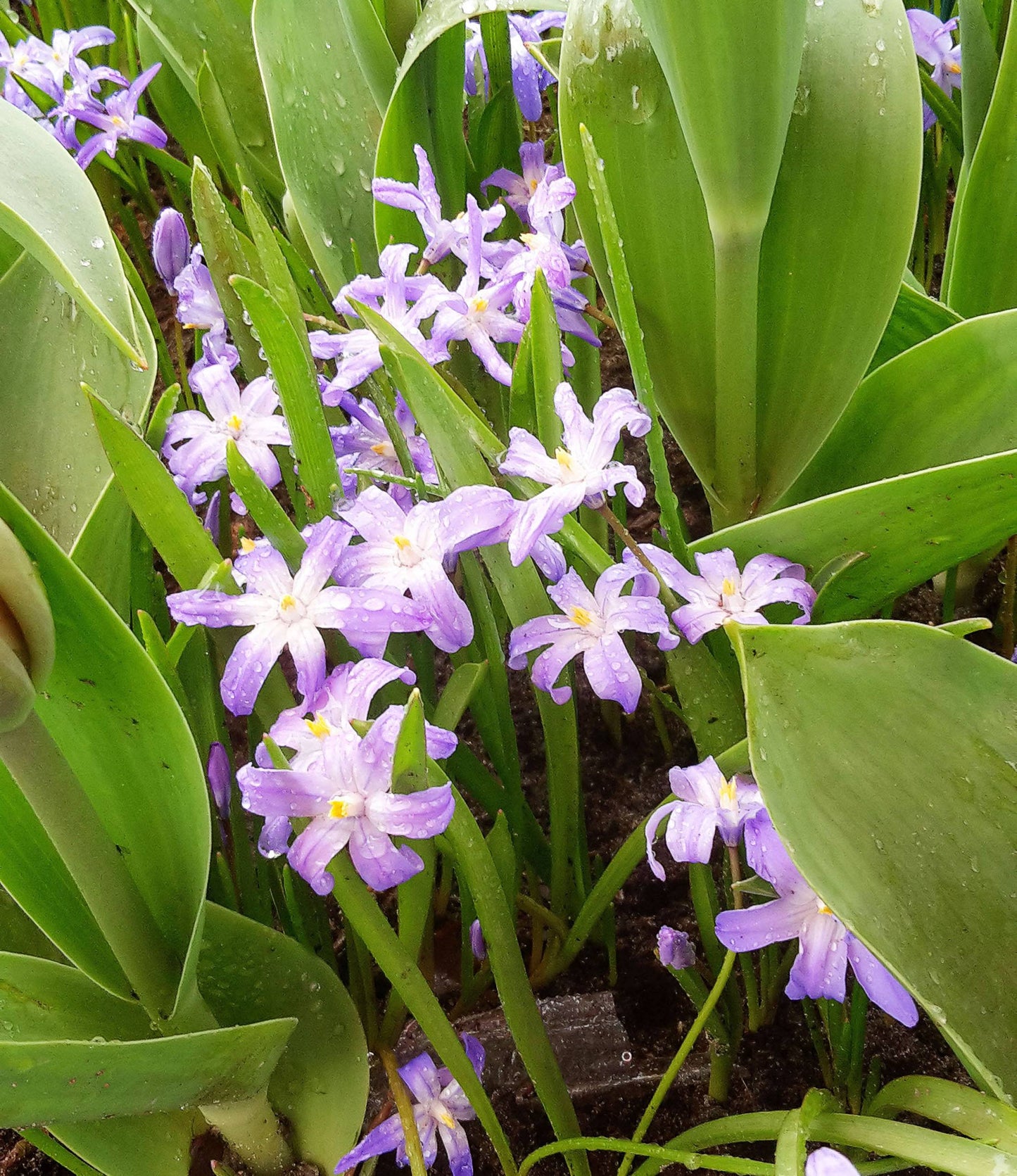 Chionodoxa forbesii Pink Giant