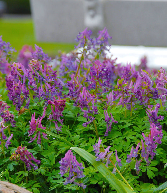 Corydalis solida