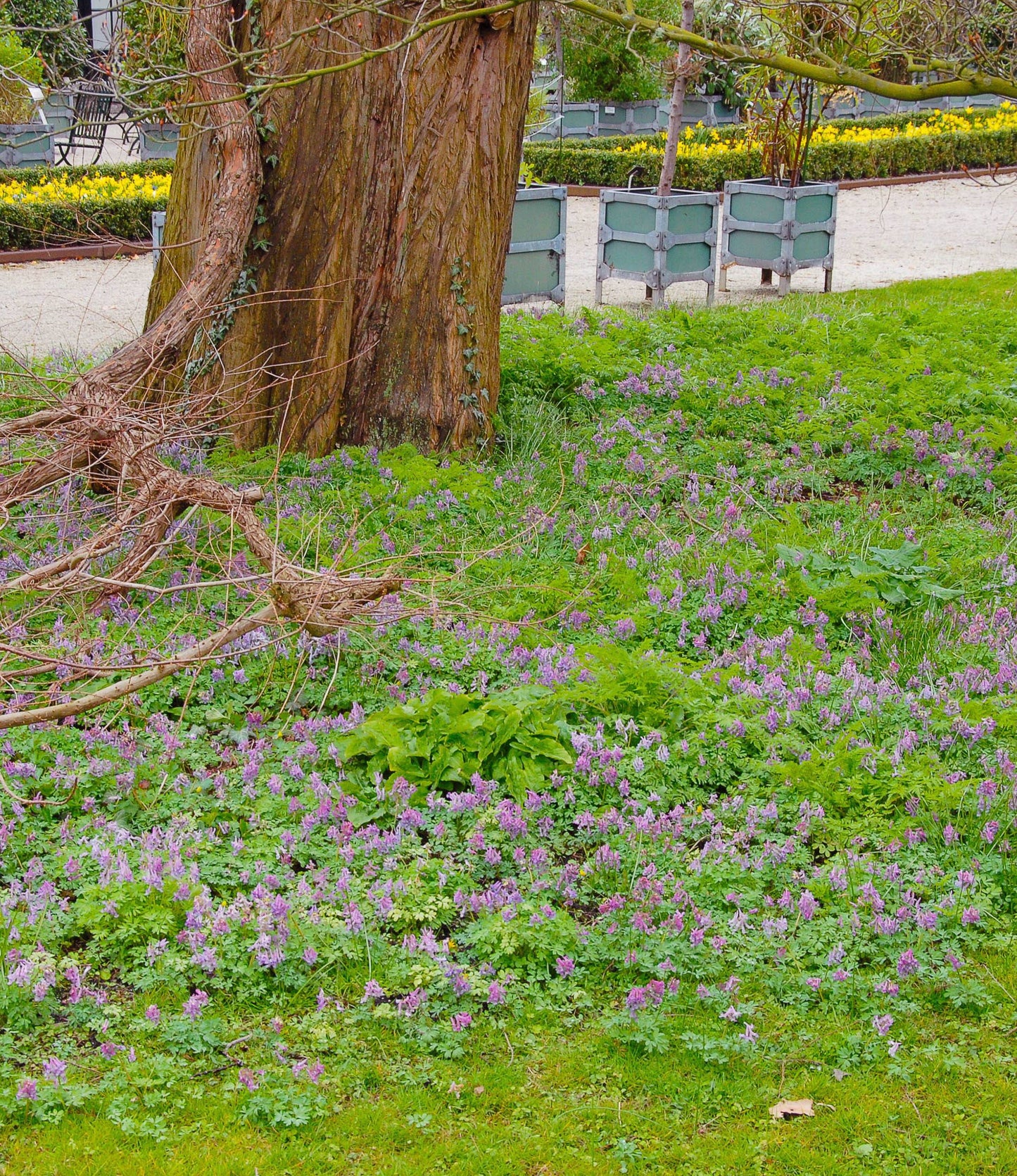 Corydalis solida