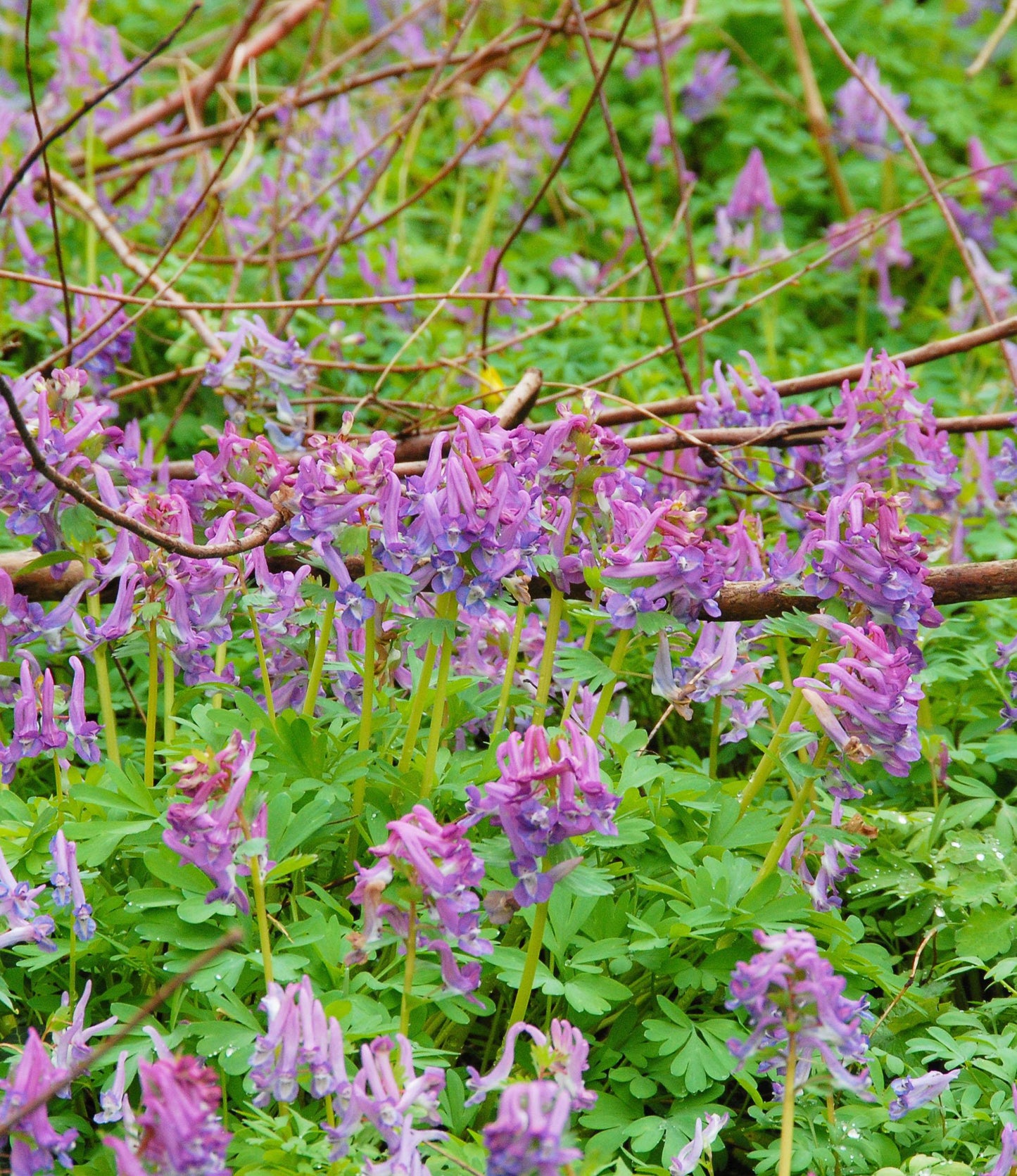 Corydalis solida