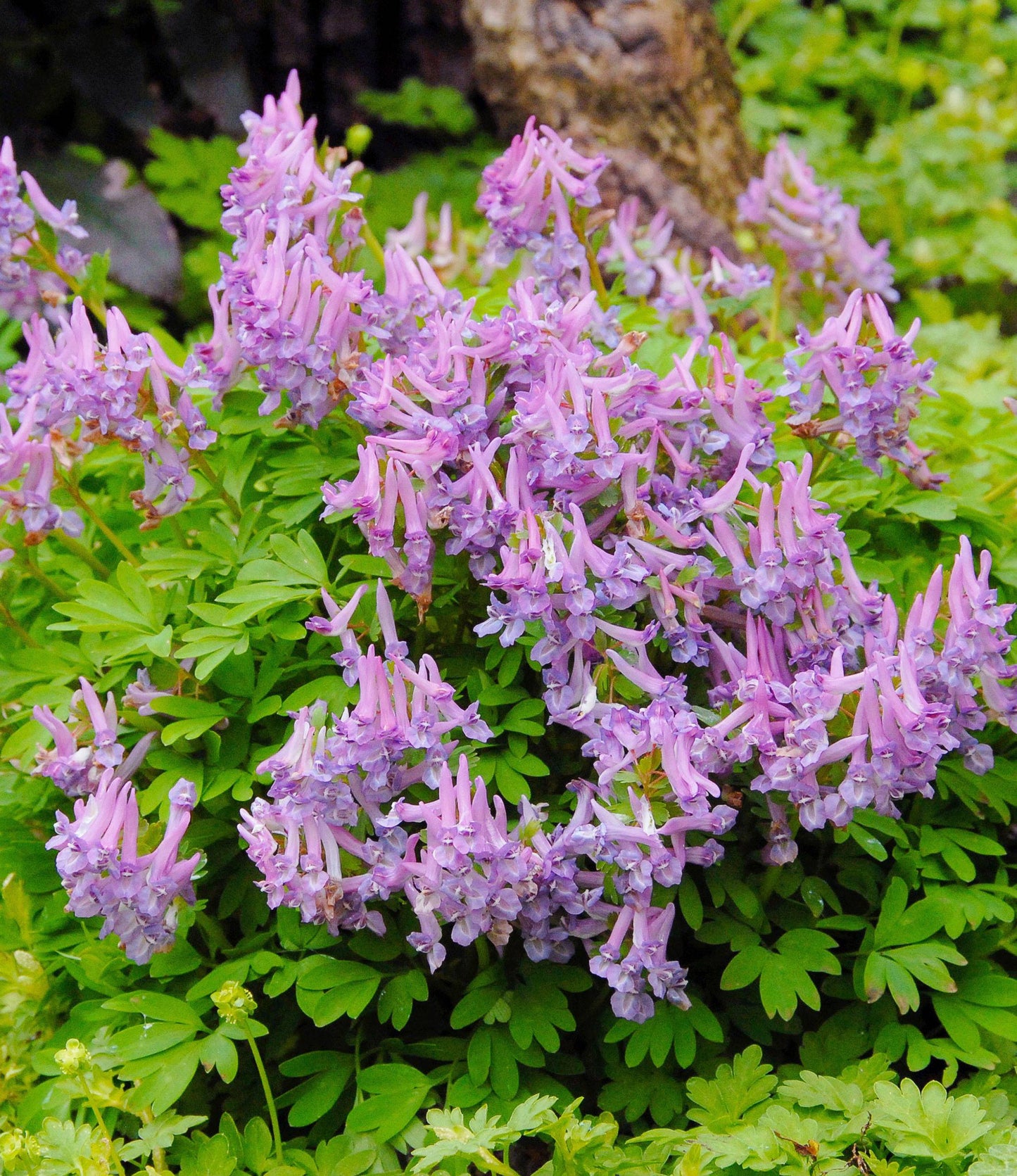 Corydalis solida