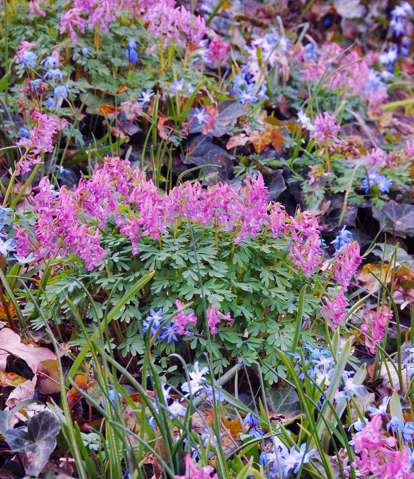 Corydalis solida