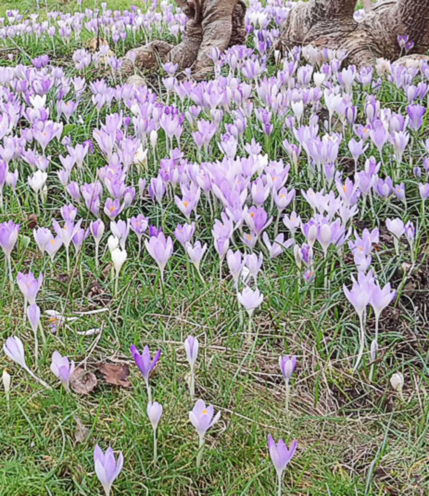 Crocus tomassinianus Barr's Purple