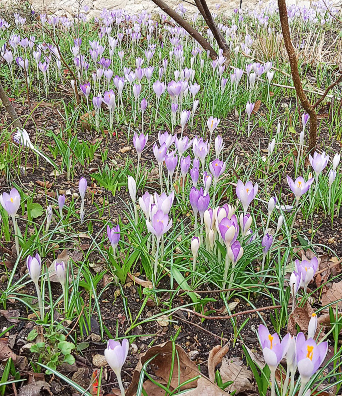 Crocus tomassinianus Barr's Purple