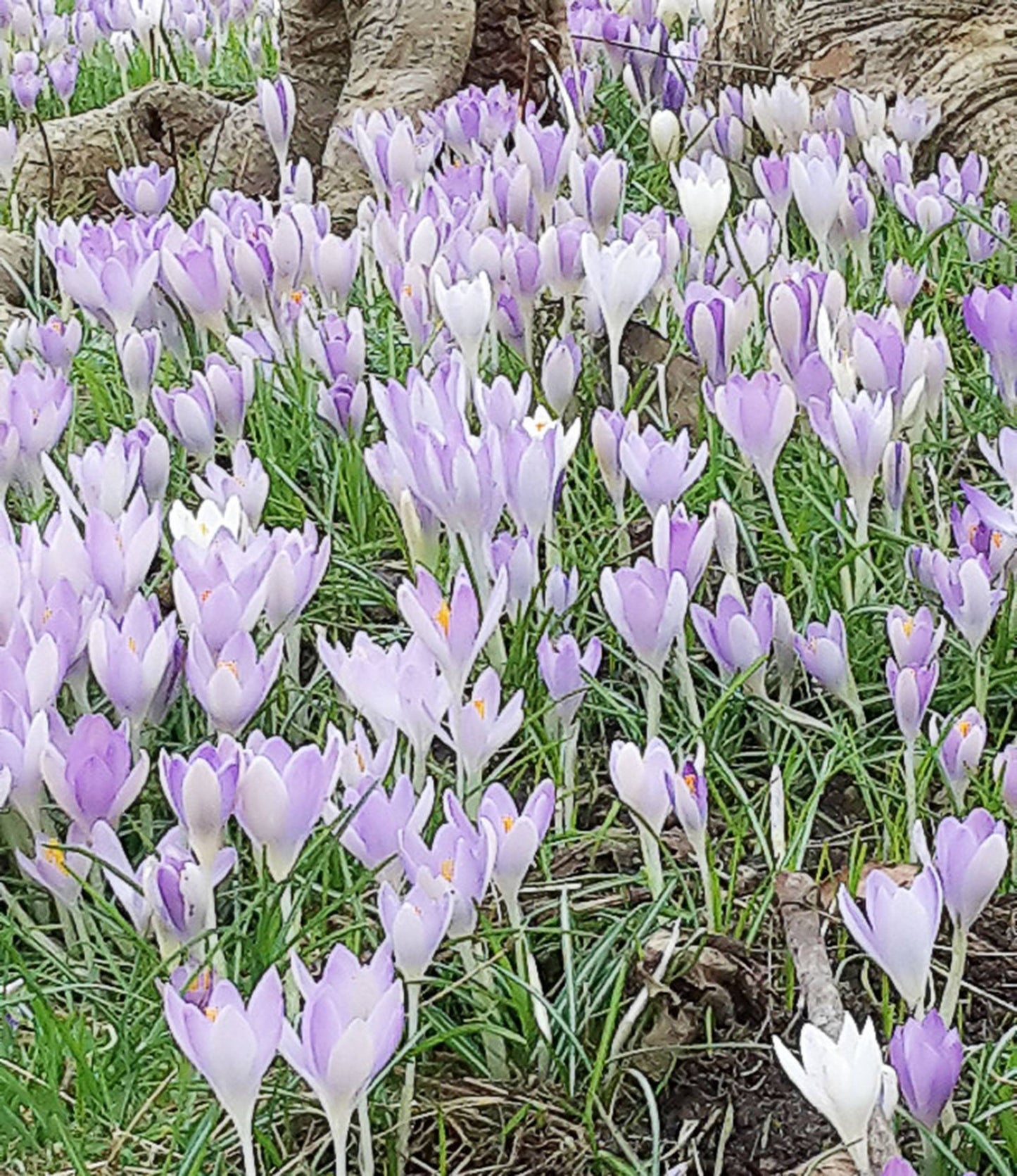 Crocus tomassinianus Barr's Purple