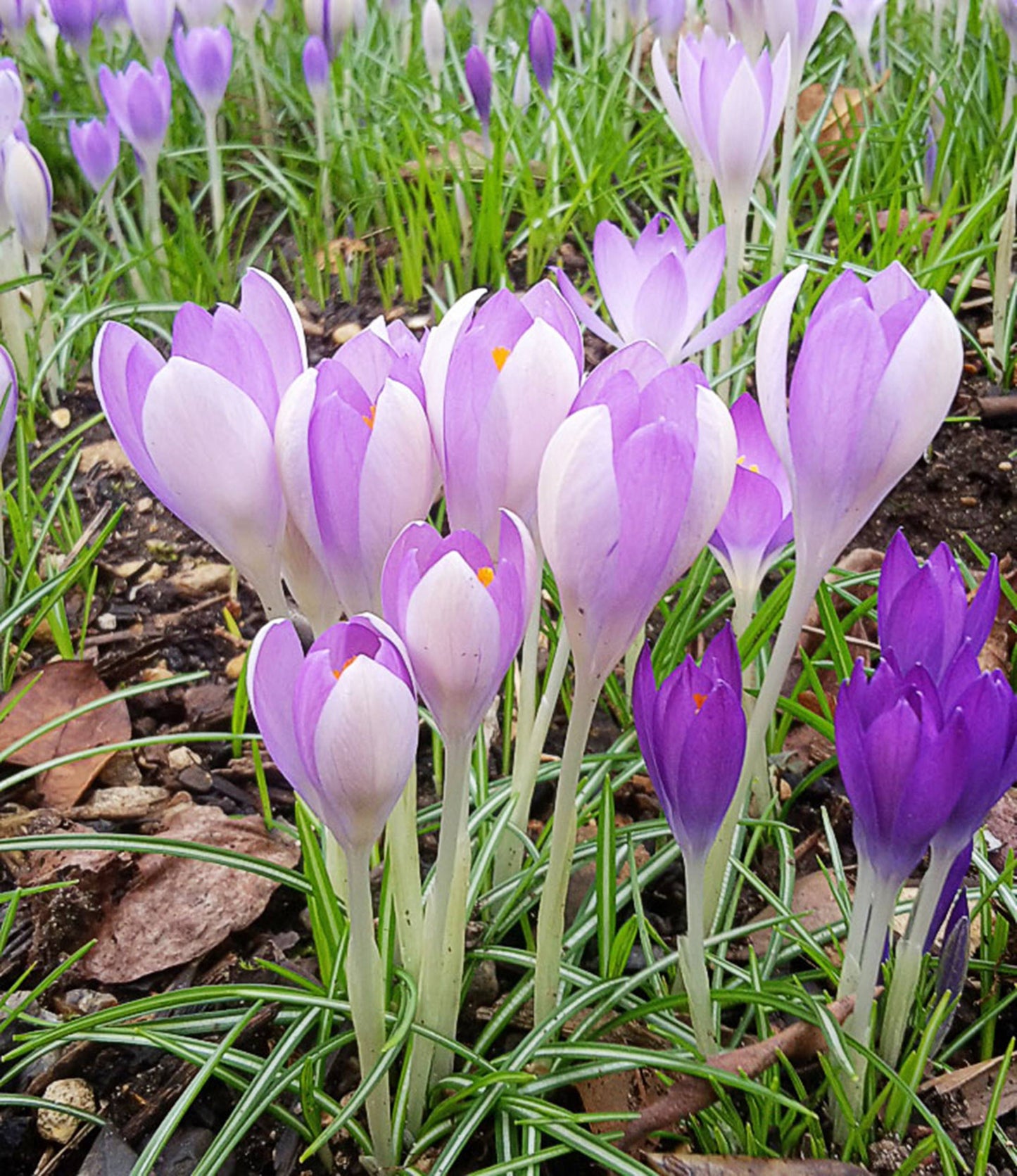 Crocus tomassinianus Barr's Purple