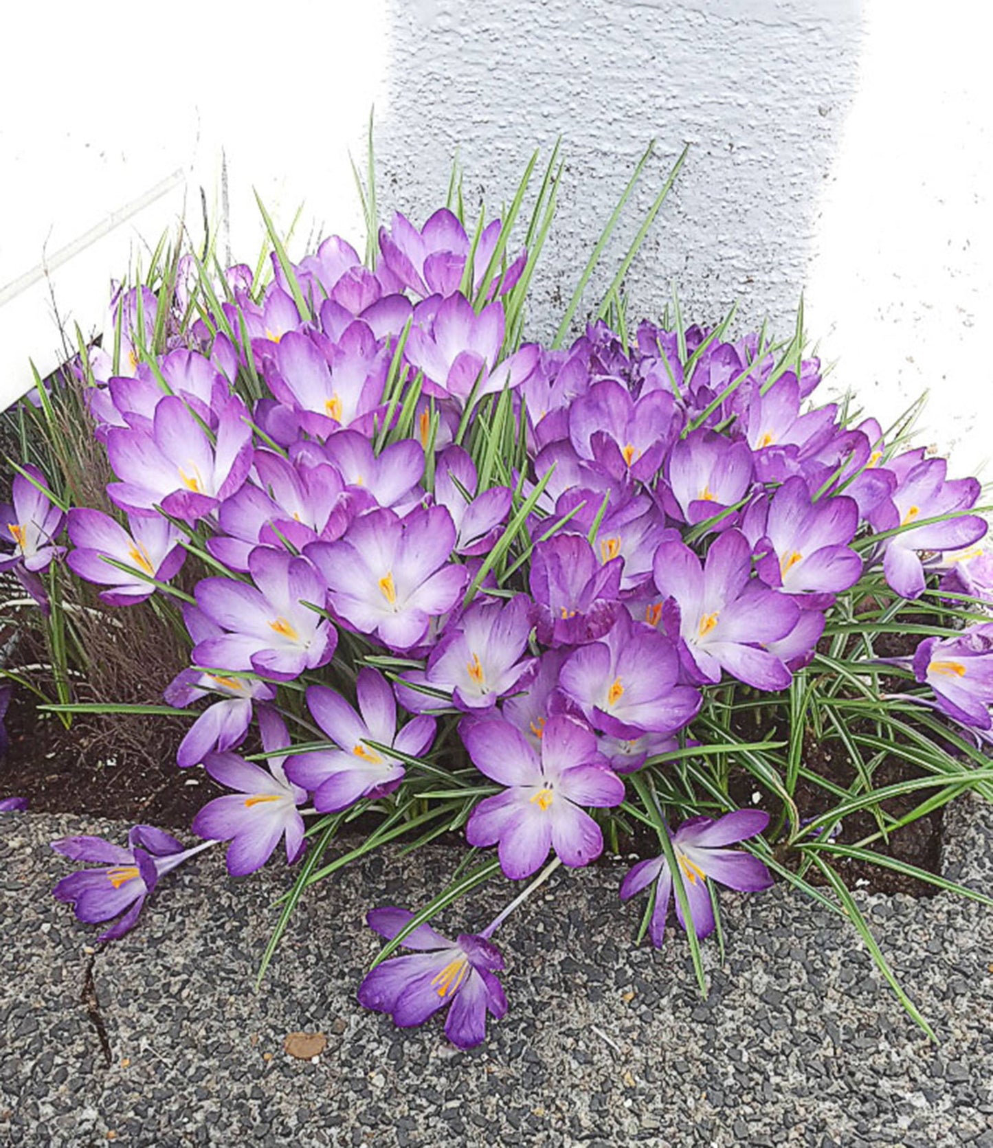 Crocus tomassinianus Barr's Purple