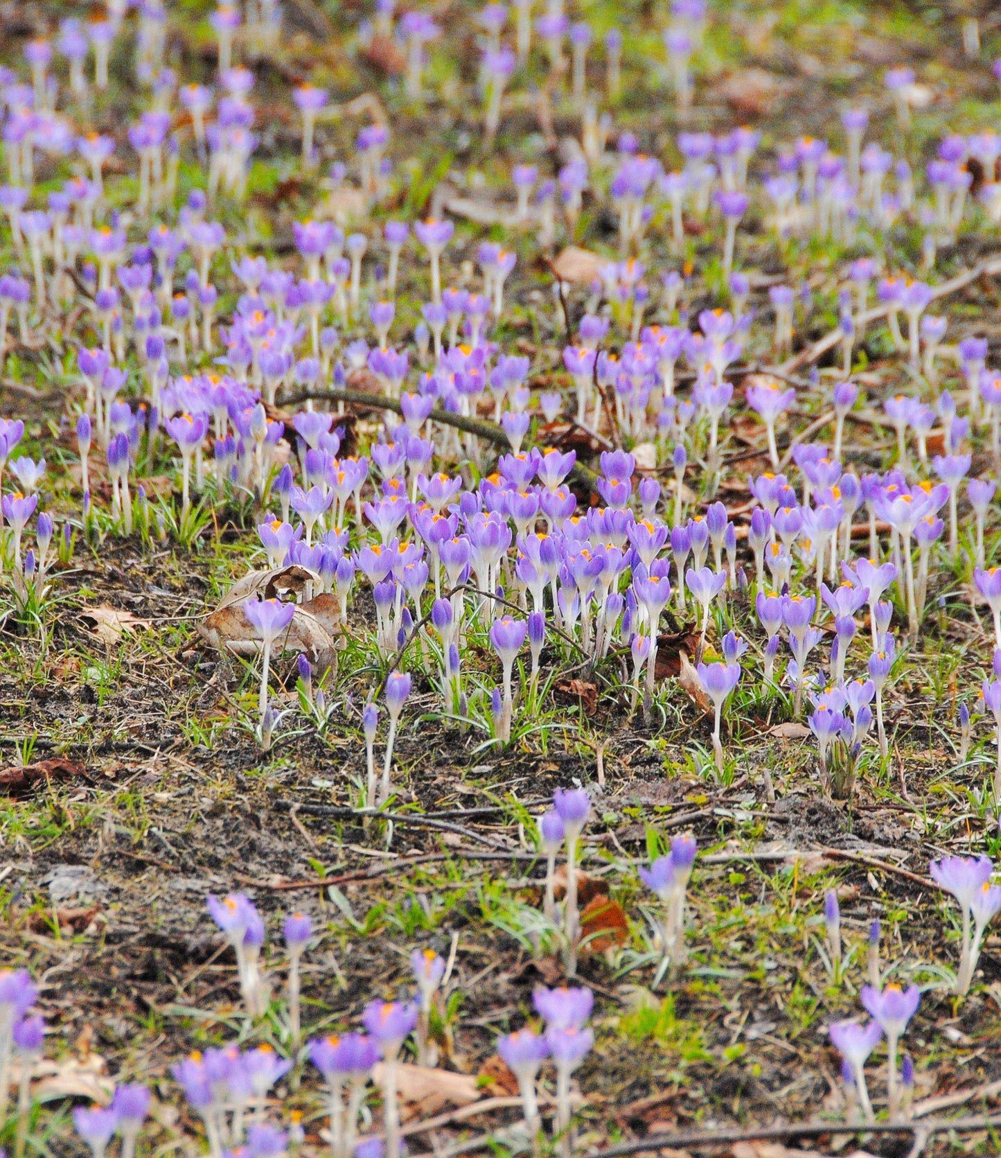 Crocus tomassinianus Barr's Purple