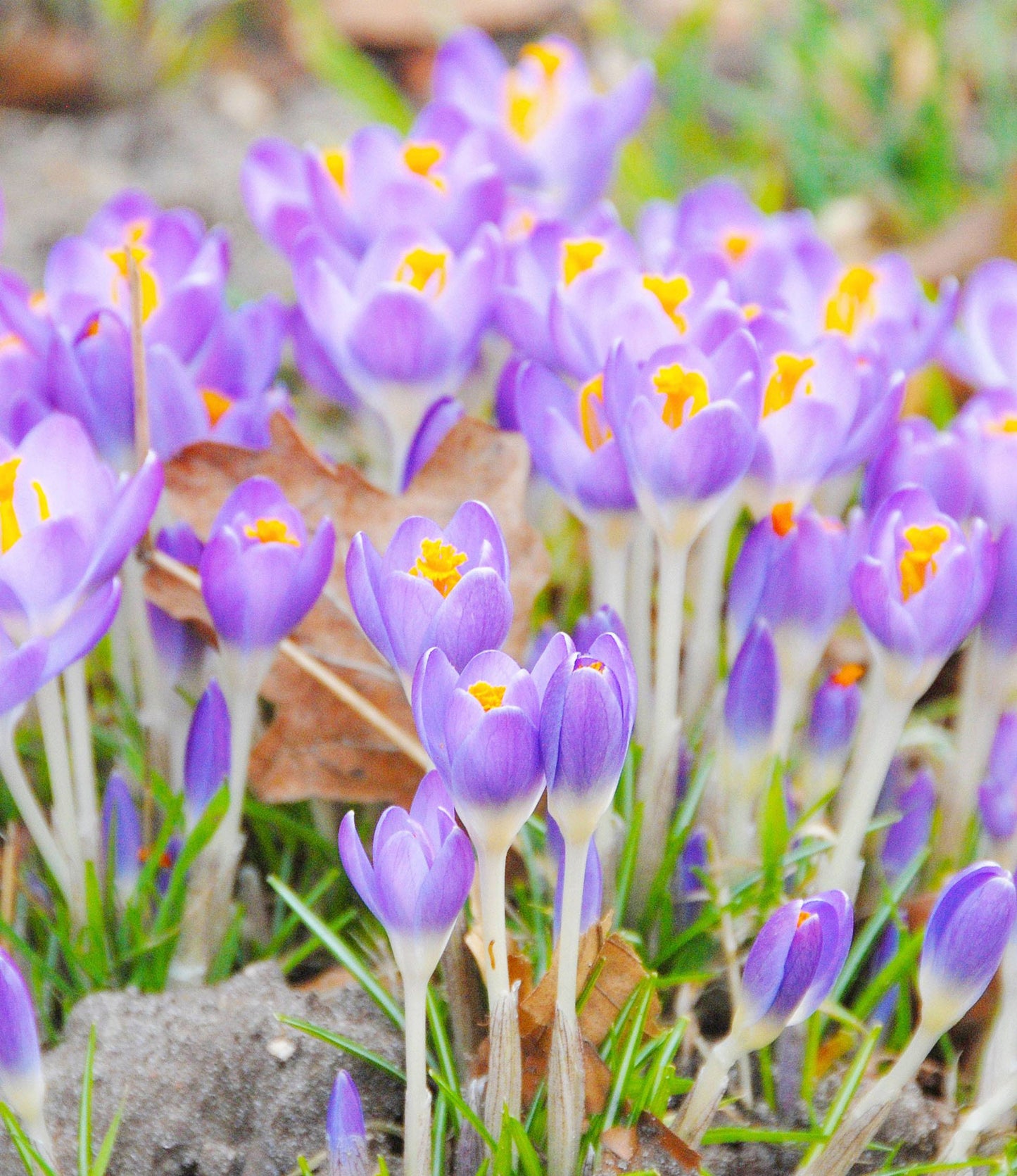 Crocus tomassinianus Barr's Purple