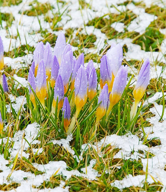 Crocus sieberi Firefly