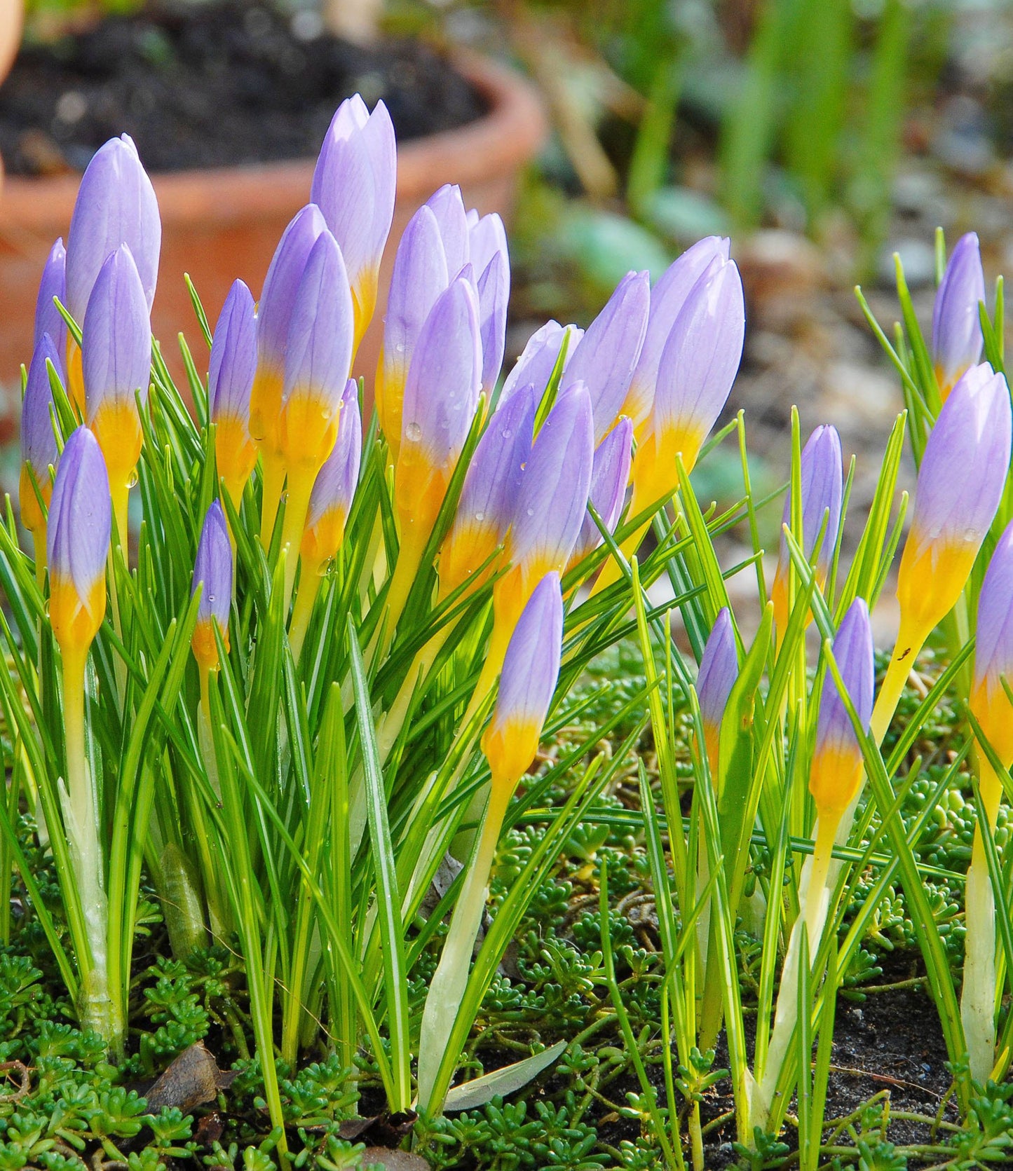 Crocus sieberi Firefly