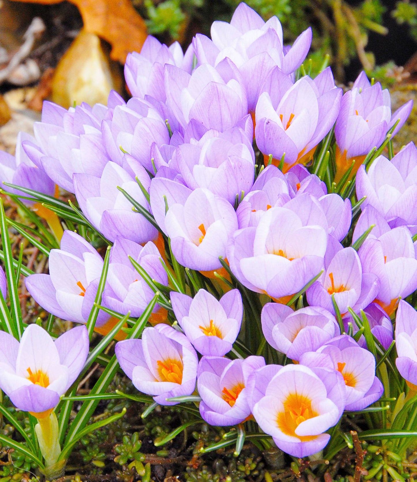 Crocus sieberi Firefly