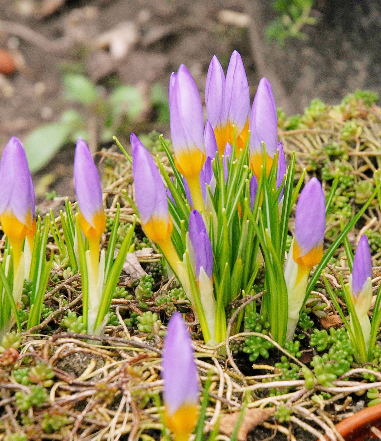 Crocus sieberi Firefly